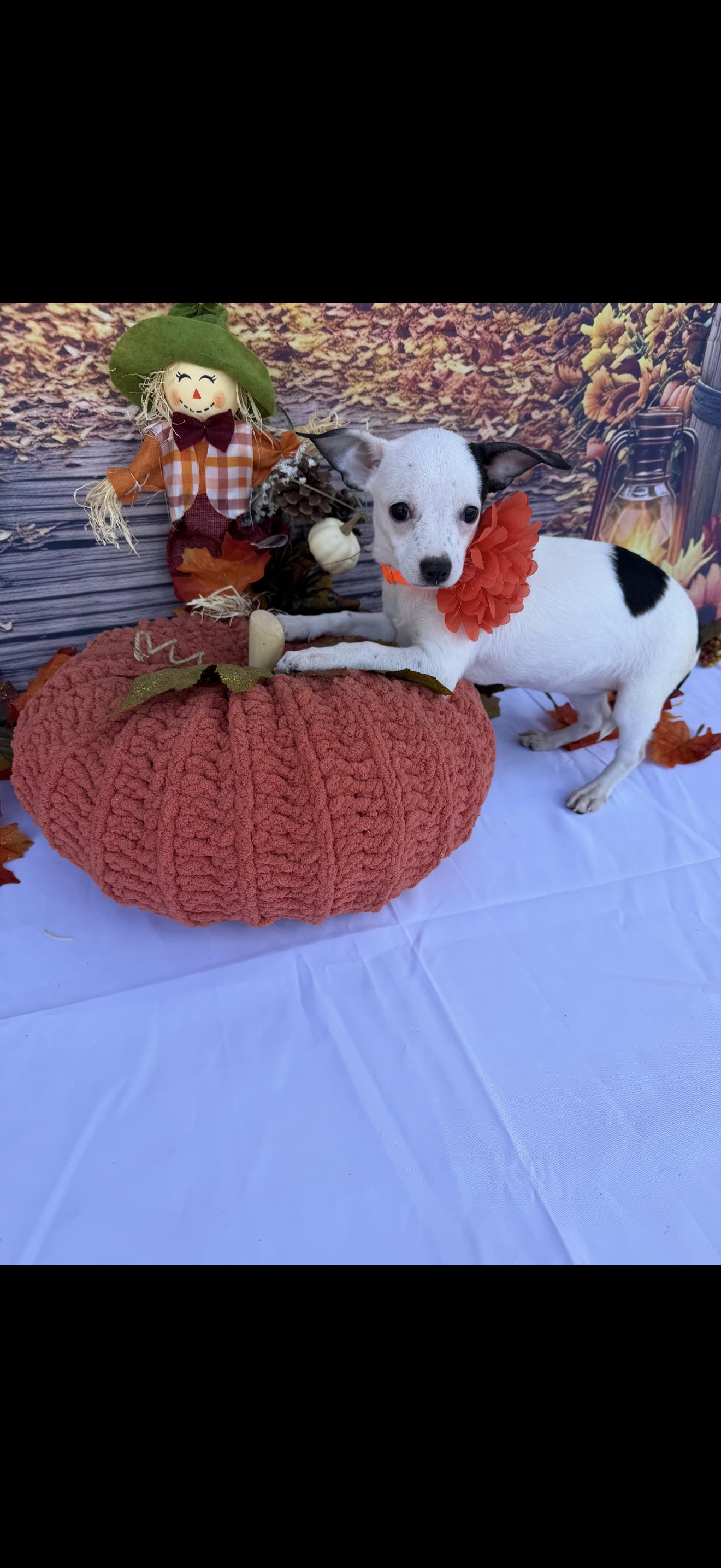 Enlarge Bell, a Adoptable mixed breed in Cottonwood, CA image 2/6