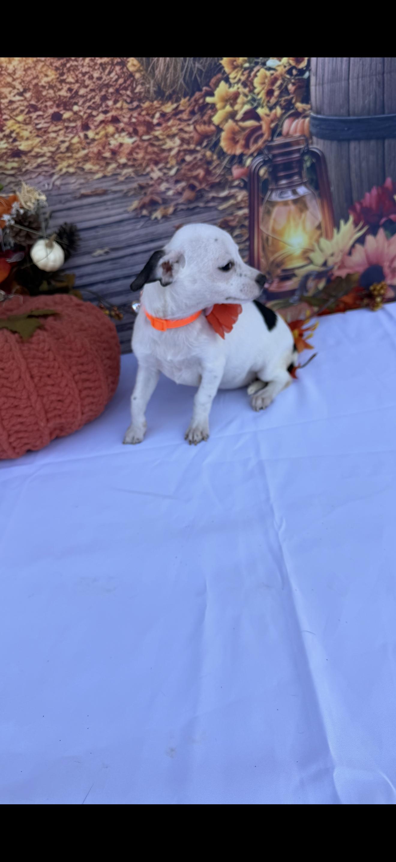 Bell, Adoptable, Puppy Female Chihuahua & Boston Terrier.