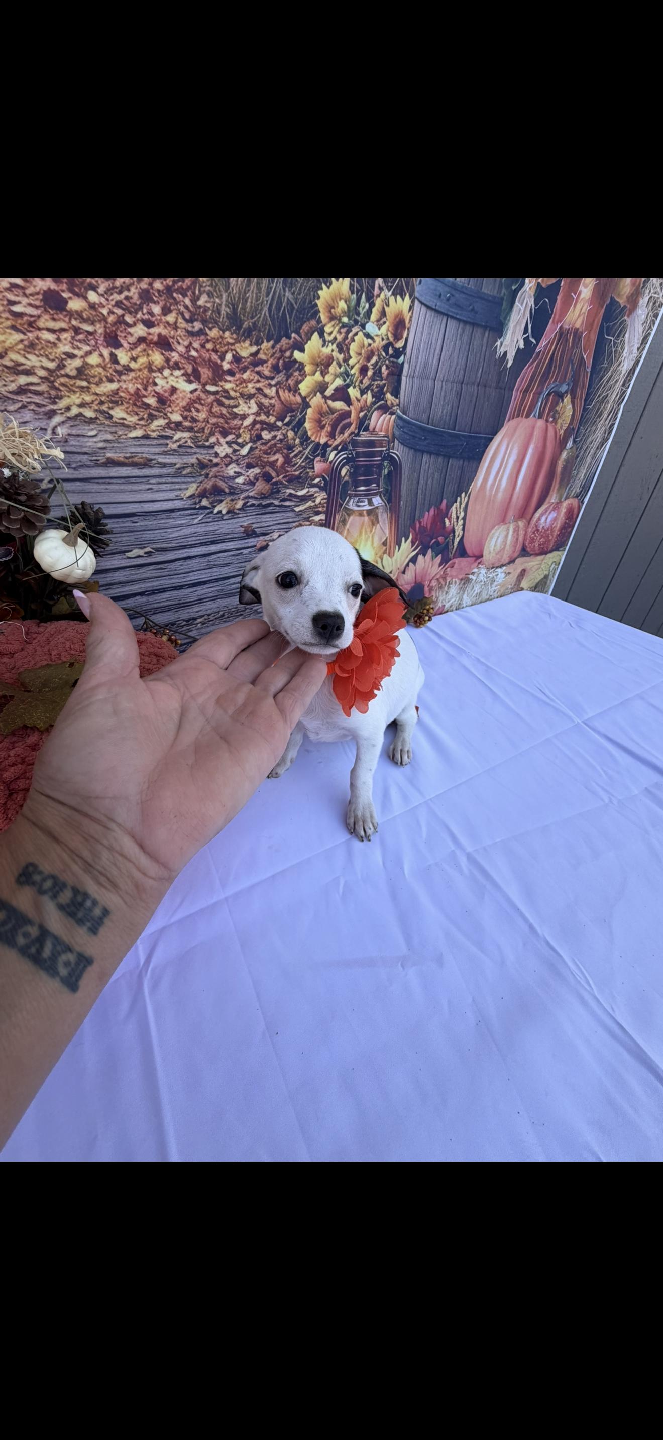 Enlarge Bell, a Adoptable mixed breed in Cottonwood, CA image 5/6
