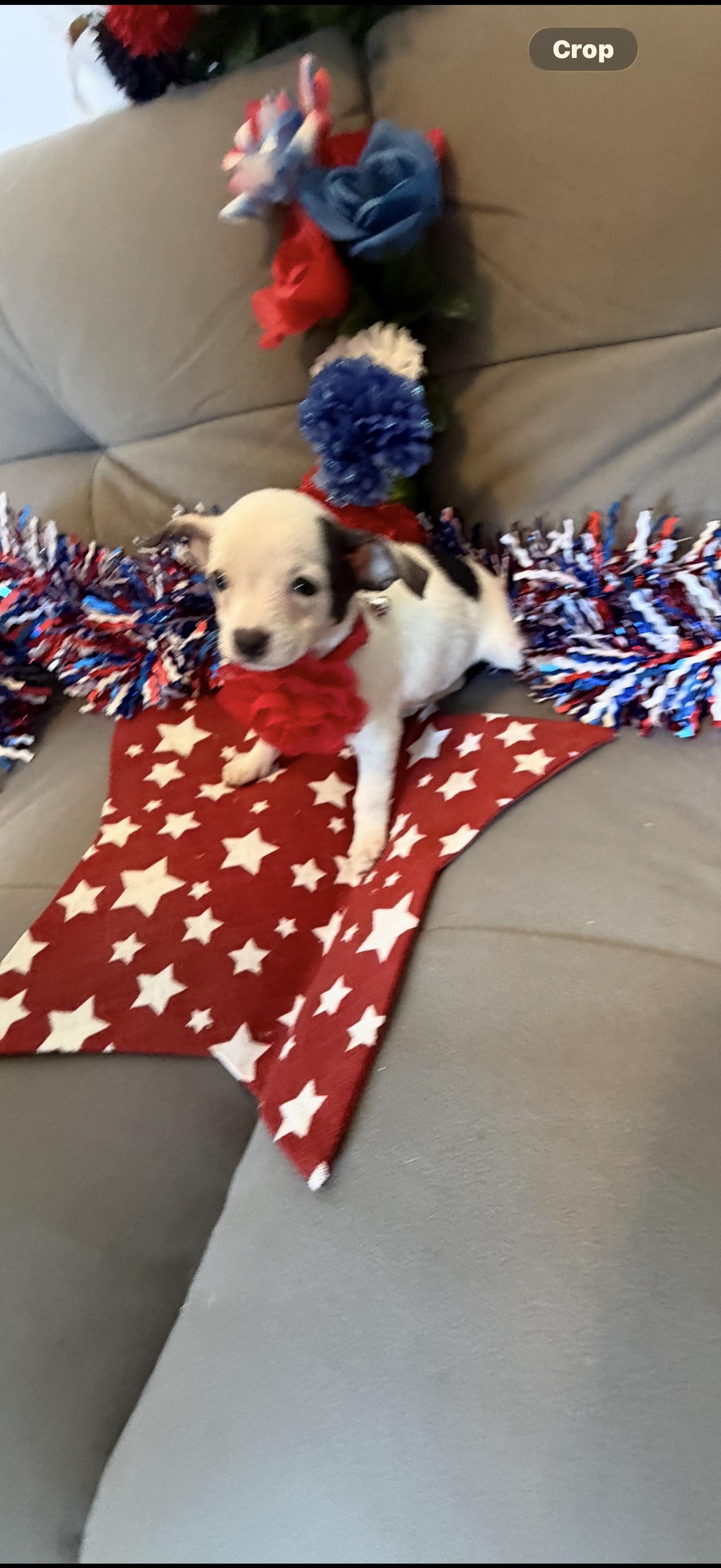 Bell, a ADOPTABLE mixed breed in Cottonwood, CA image 3/6