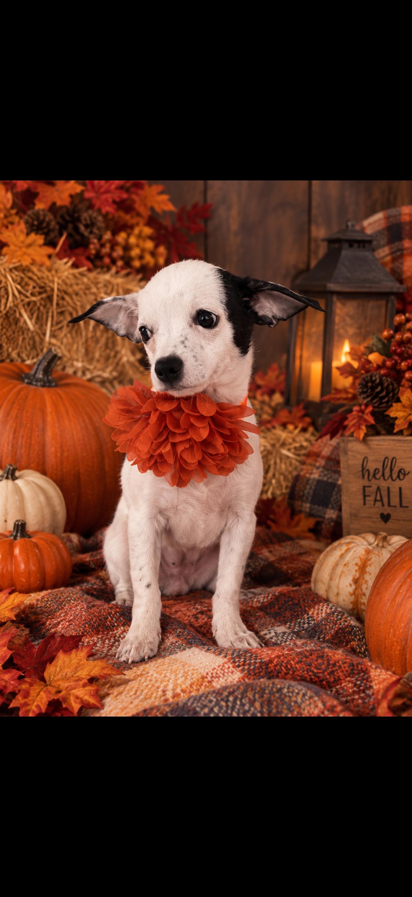Enlarge Bell, a Adoptable mixed breed in Cottonwood, CA image 6/6
