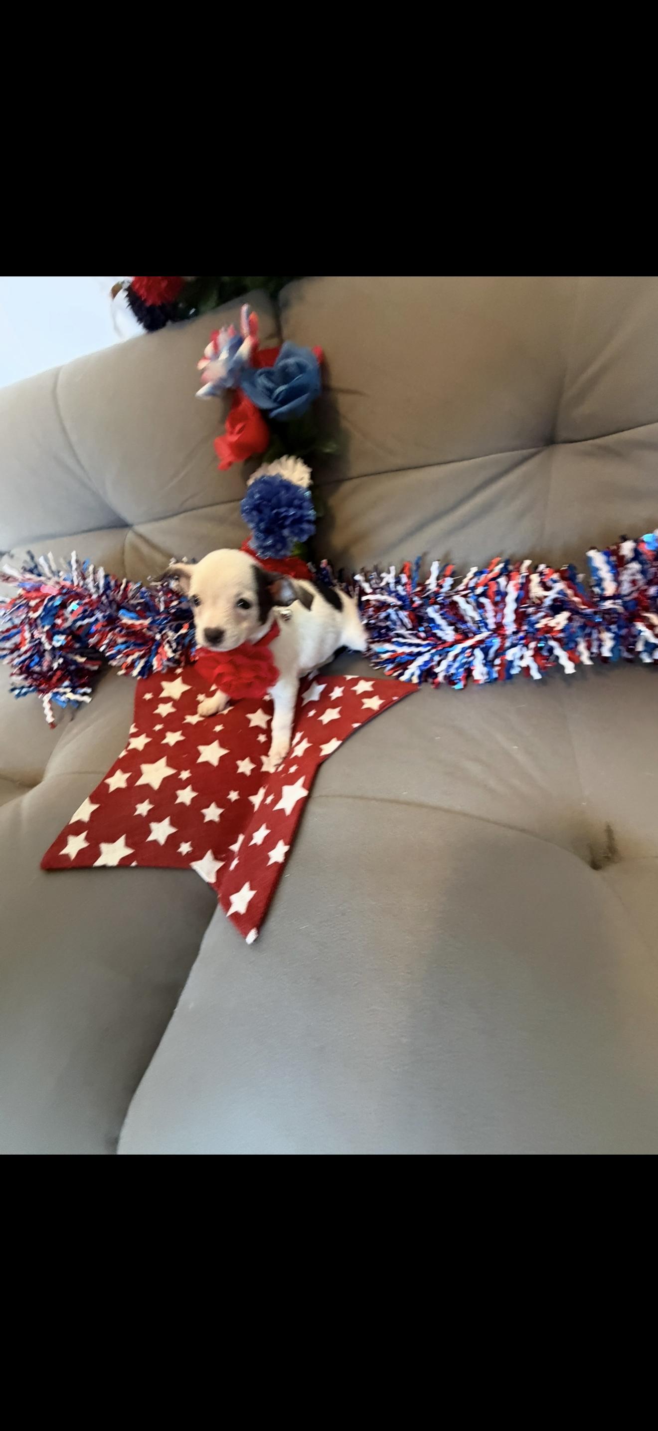 Bell, a ADOPTABLE mixed breed in Cottonwood, CA image 6/6