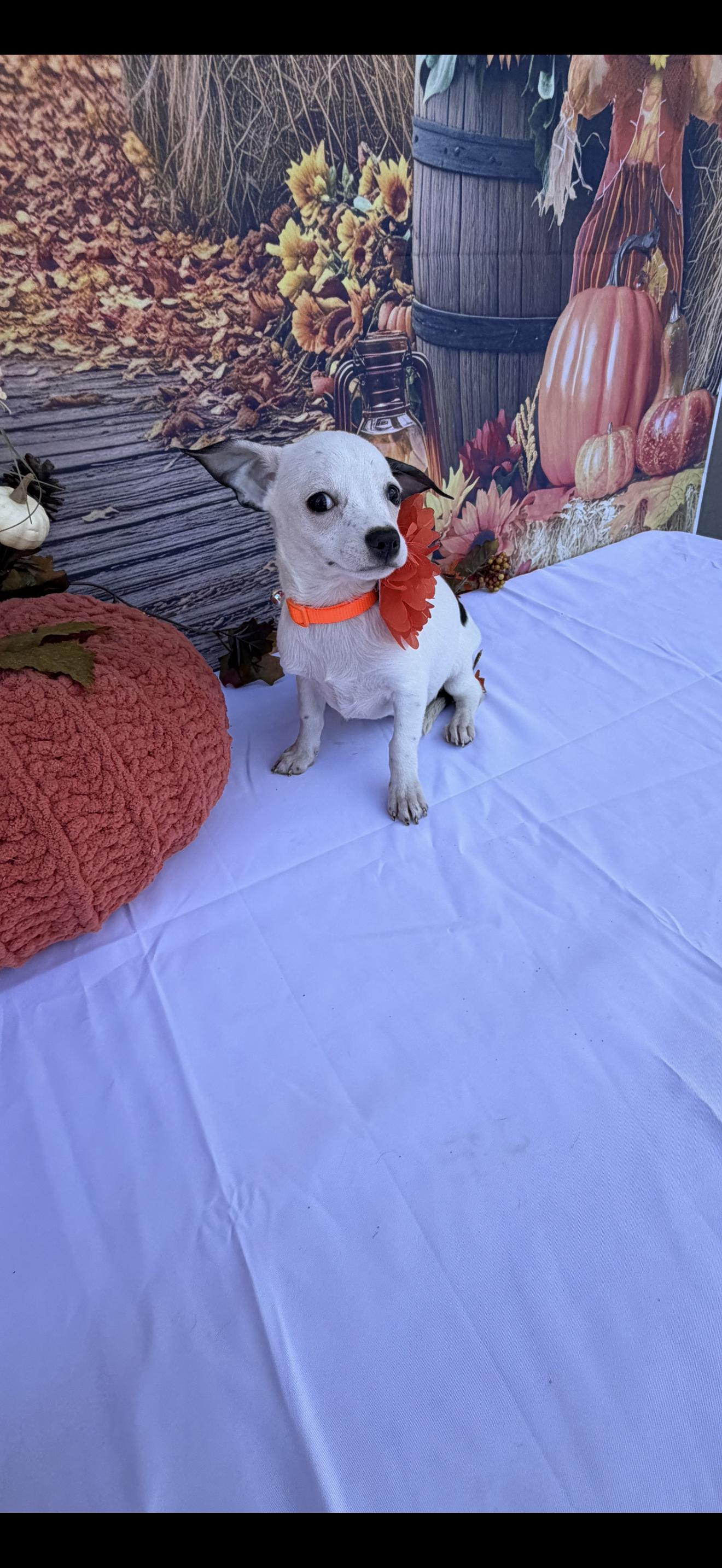 Enlarge Bell, a Adoptable mixed breed in Cottonwood, CA image 4/6