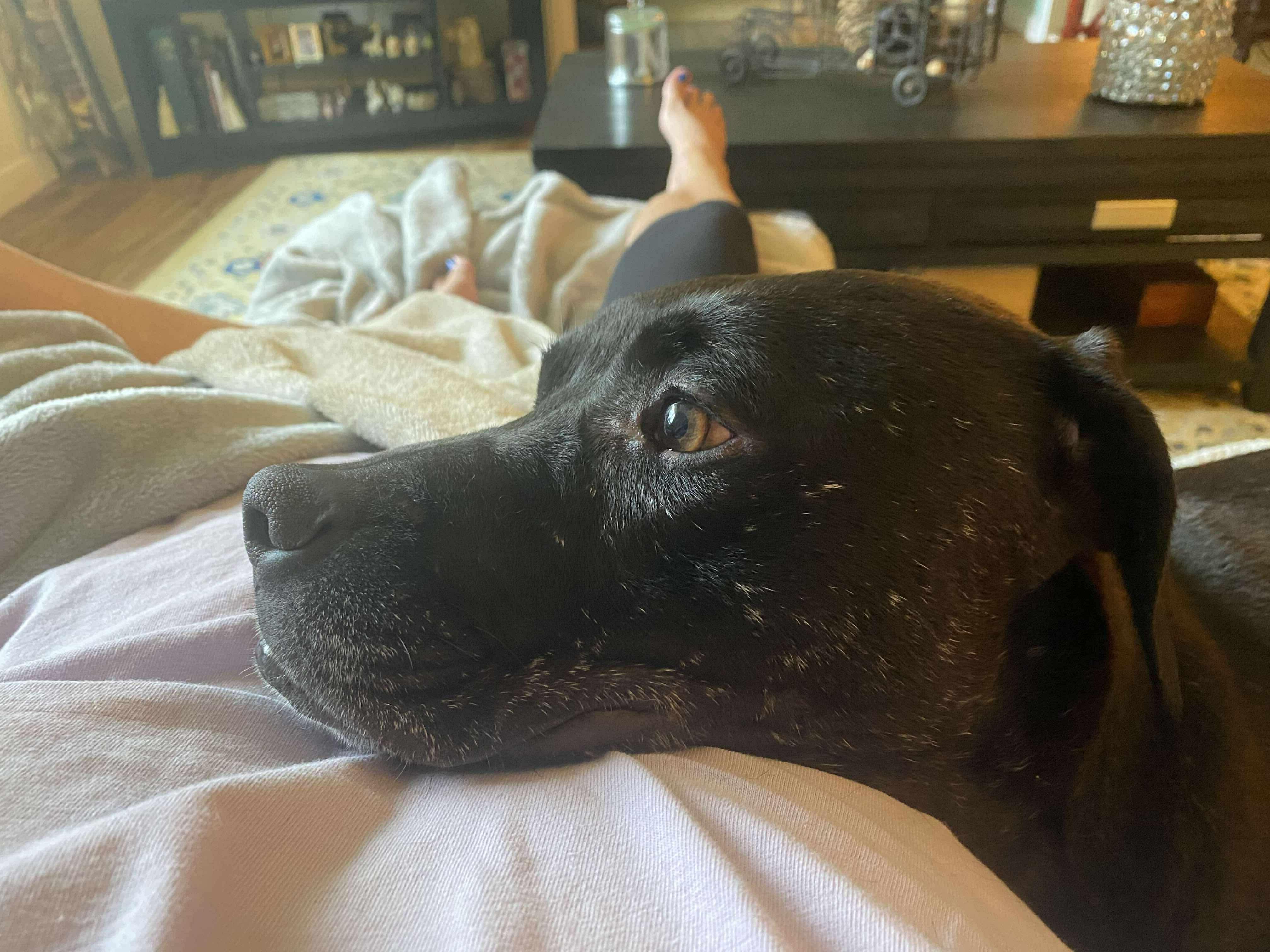 Enlarge Stan, a Adoptable mixed breed in Westwood, NJ image 2/5