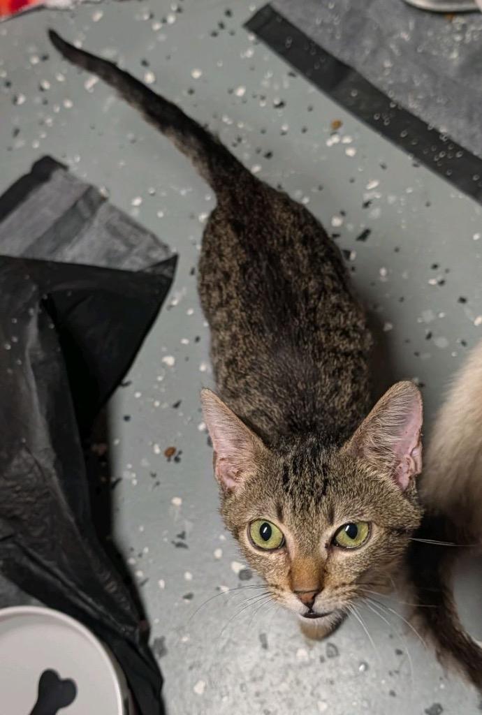 Ilya, Adoptable, Kitten Male Domestic Short Hair.