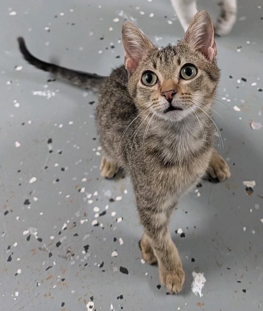 Enlarge Ilya, a Adoptable mixed breed in Johnson City, TN image 2/3