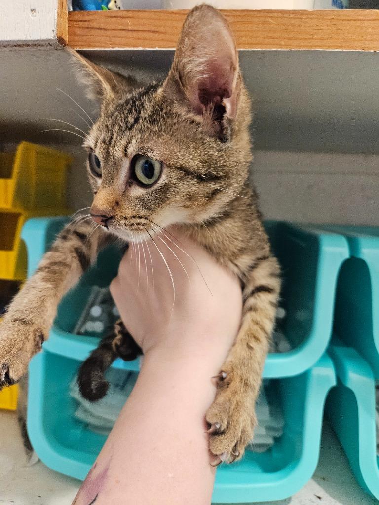 Enlarge Ilya, a Adoptable mixed breed in Johnson City, TN image 3/3