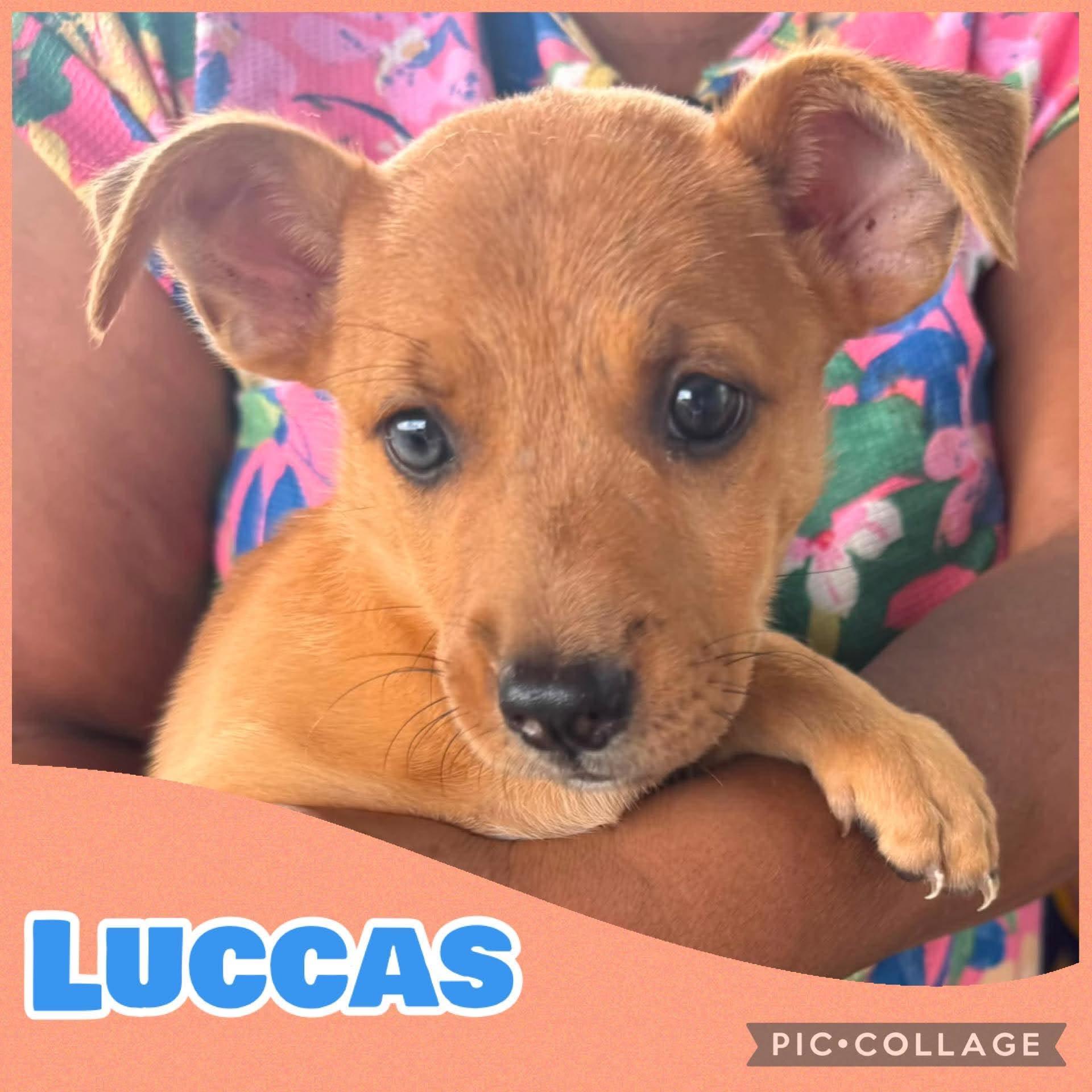 Enlarge Luccas, a Adoptable mixed breed in Ringwood, NJ image 1/1