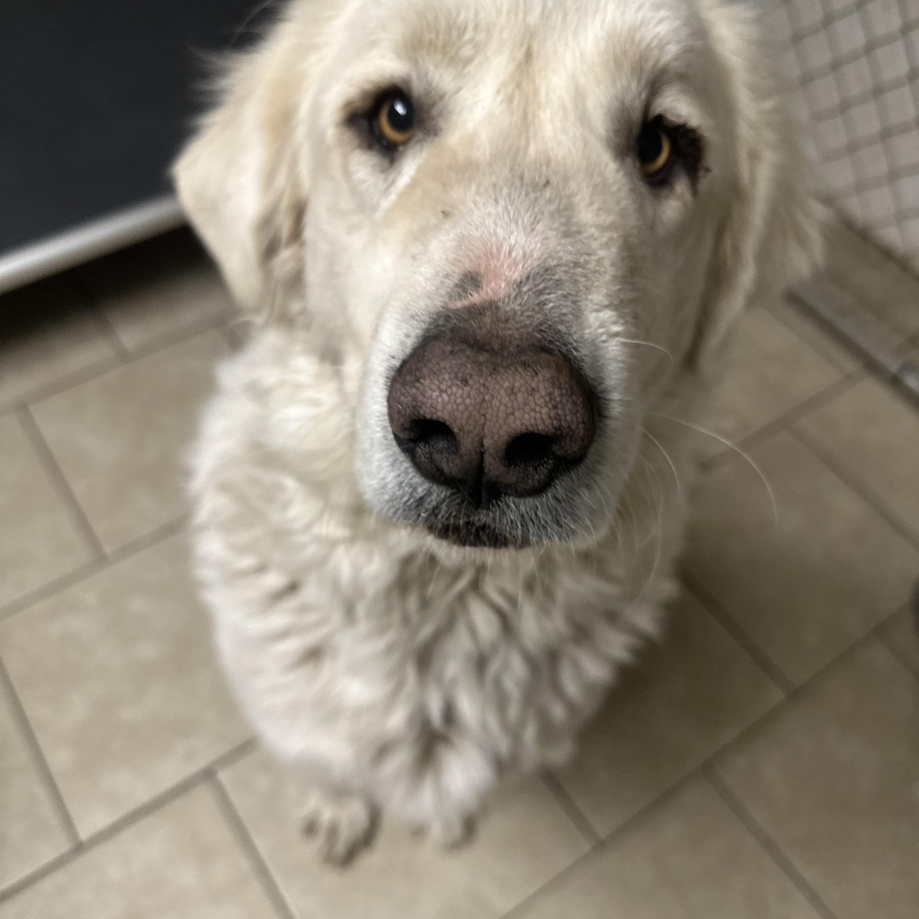 Enlarge Sheba & Samson, a ADOPTABLE Great Pyrenees in Pacific, MO image 3/4