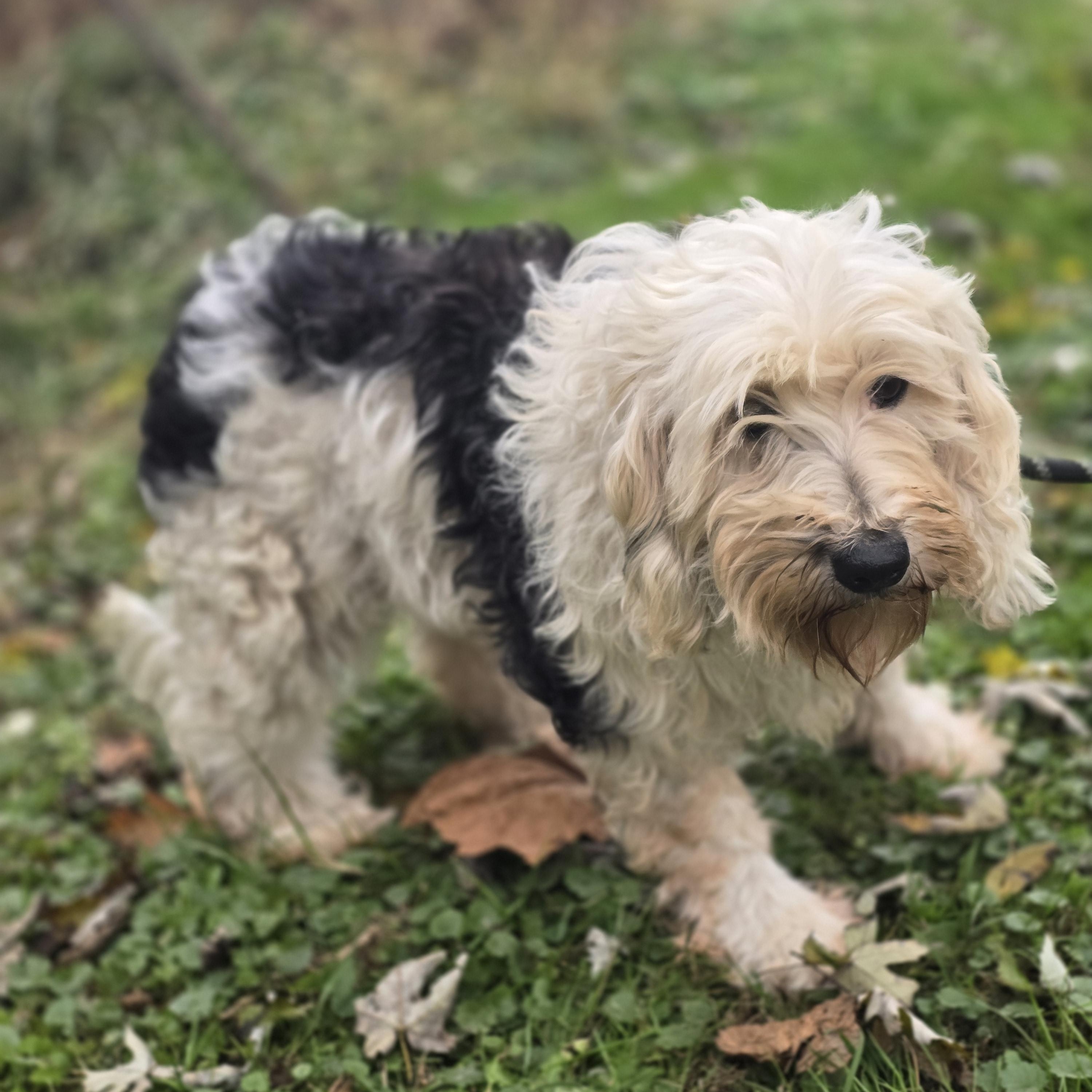 Enlarge Dakota, a Adoptable Sheepadoodle in Zaleski, OH image 1/1