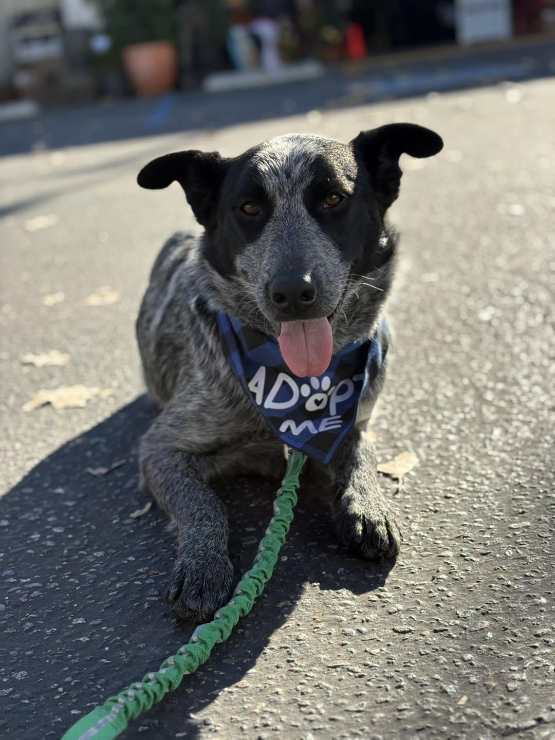 Betsy, a Adoptable Australian Cattle Dog / Blue Heeler in Paso Robles, CA image 1/3