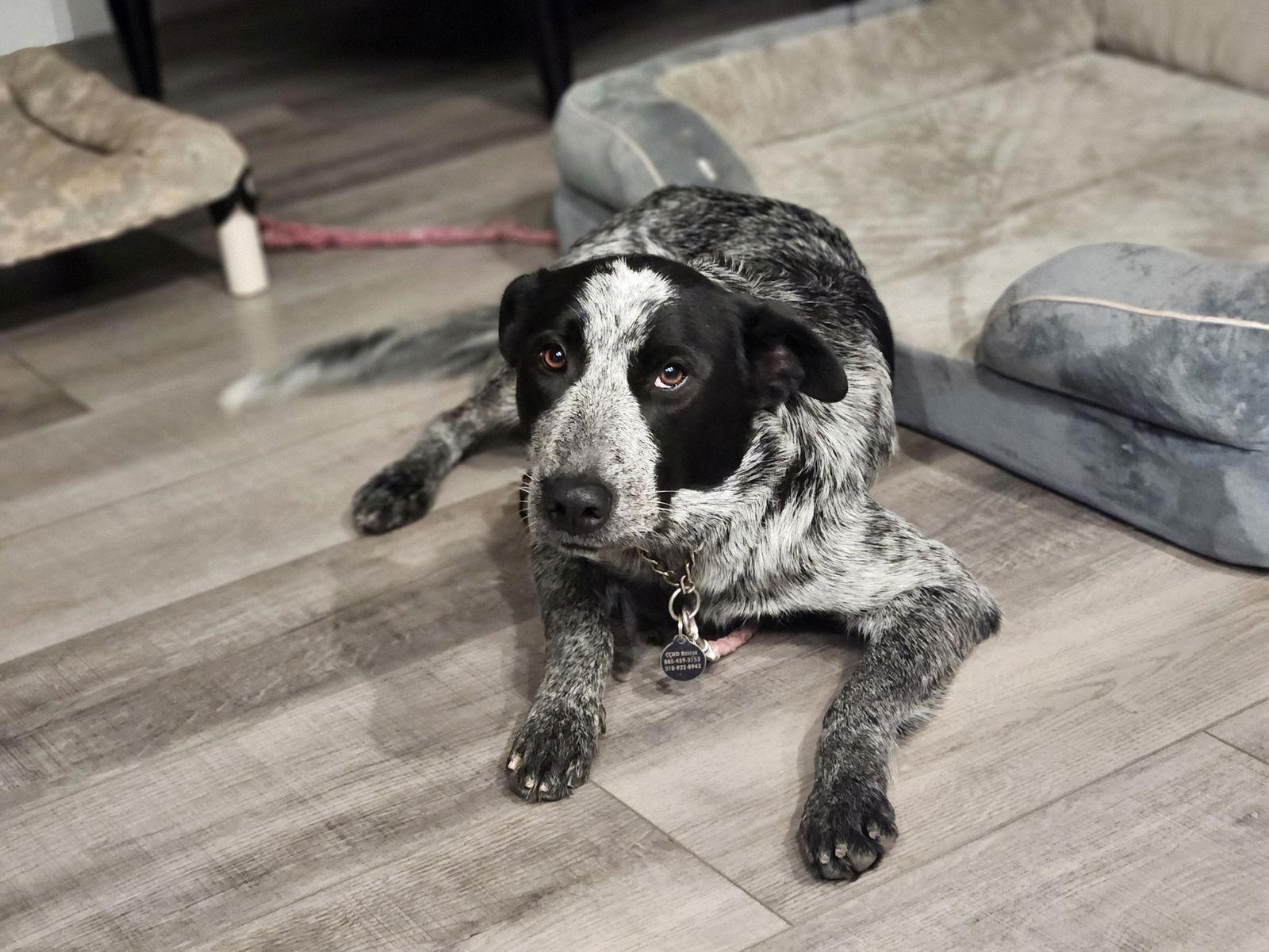 Betsy, Adoptable, Adult Female Australian Cattle Dog / Blue Heeler.