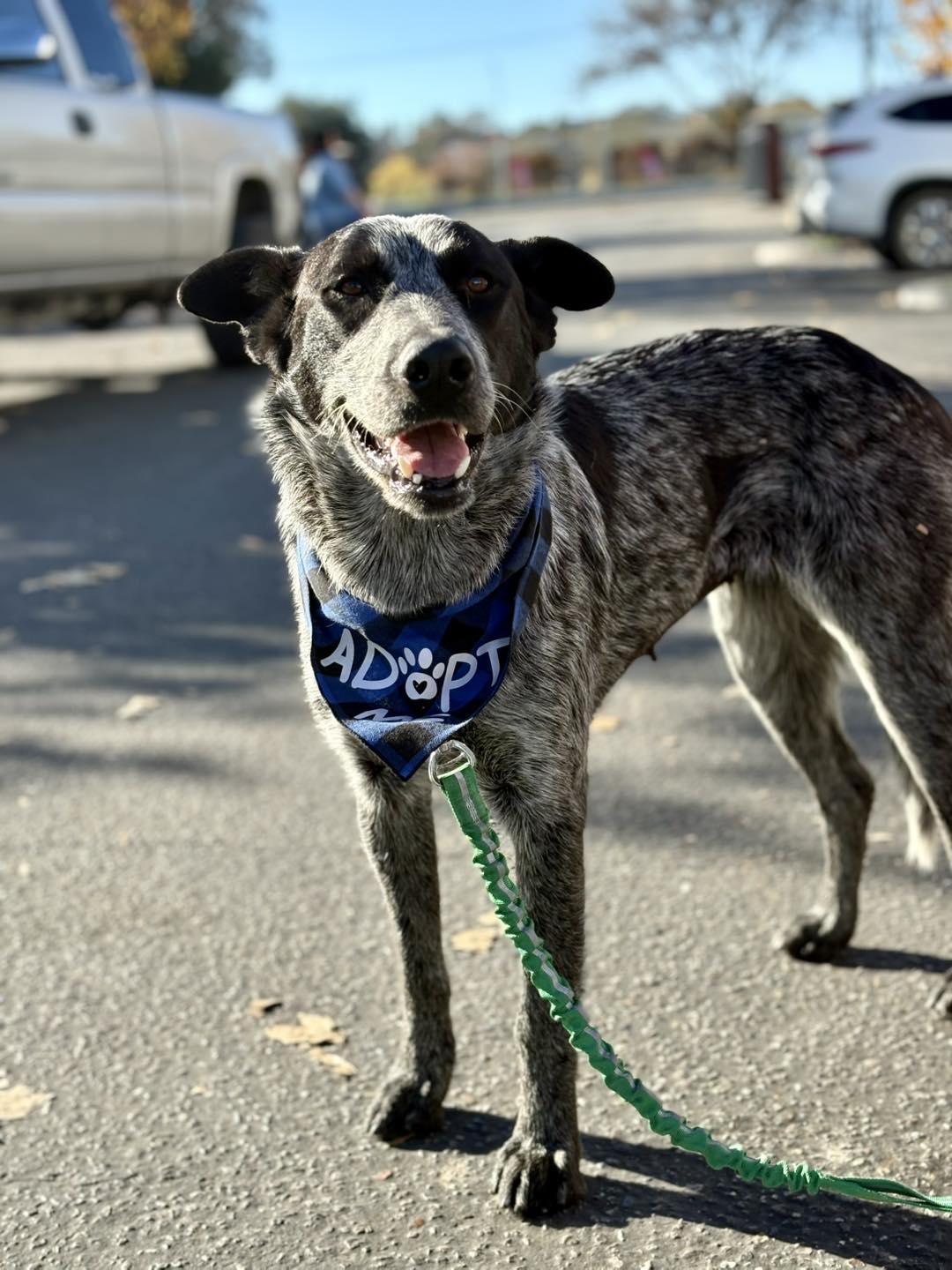 Betsy, a Adoptable Australian Cattle Dog / Blue Heeler in Paso Robles, CA image 3/3