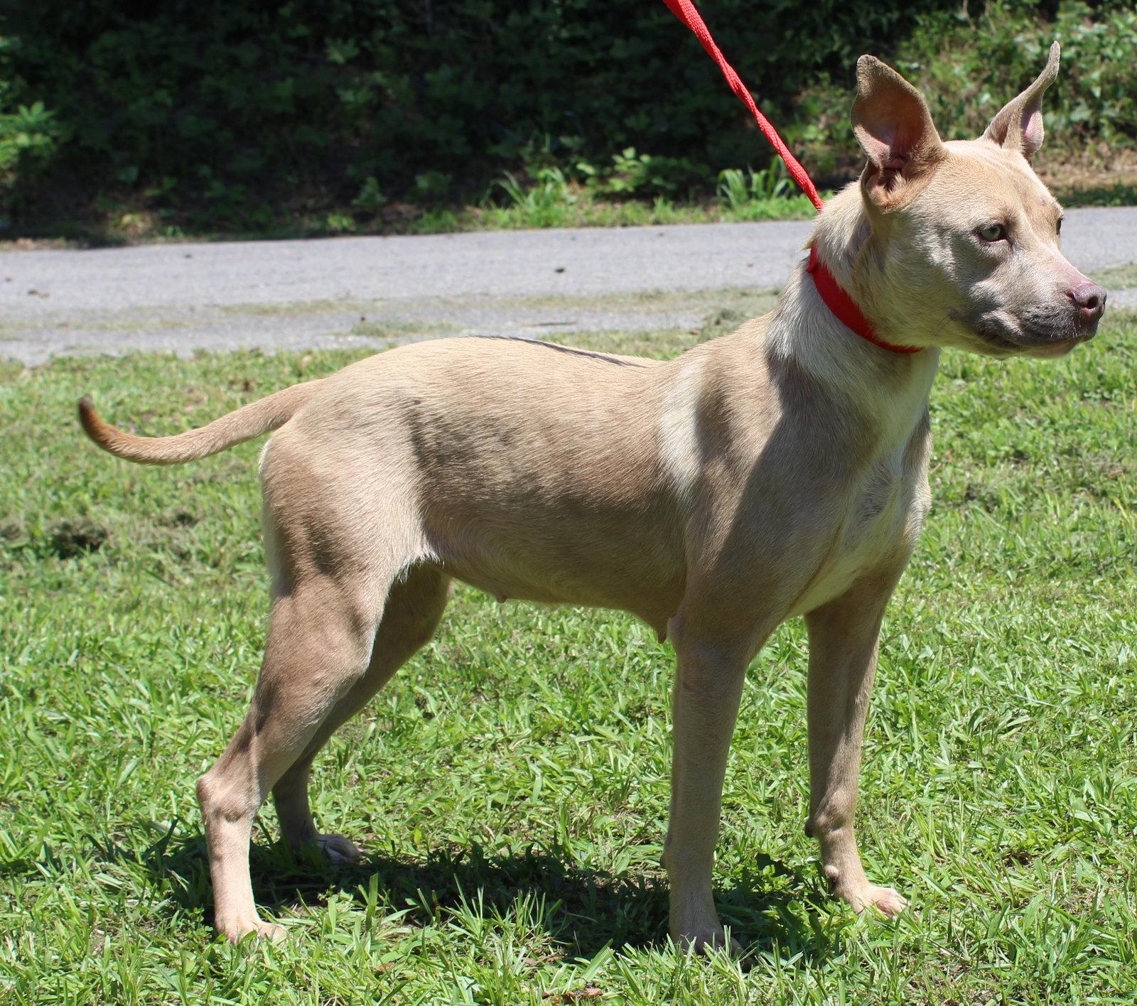 Cheerio 43718, Adoptable, Young Female Pit Bull Terrier.