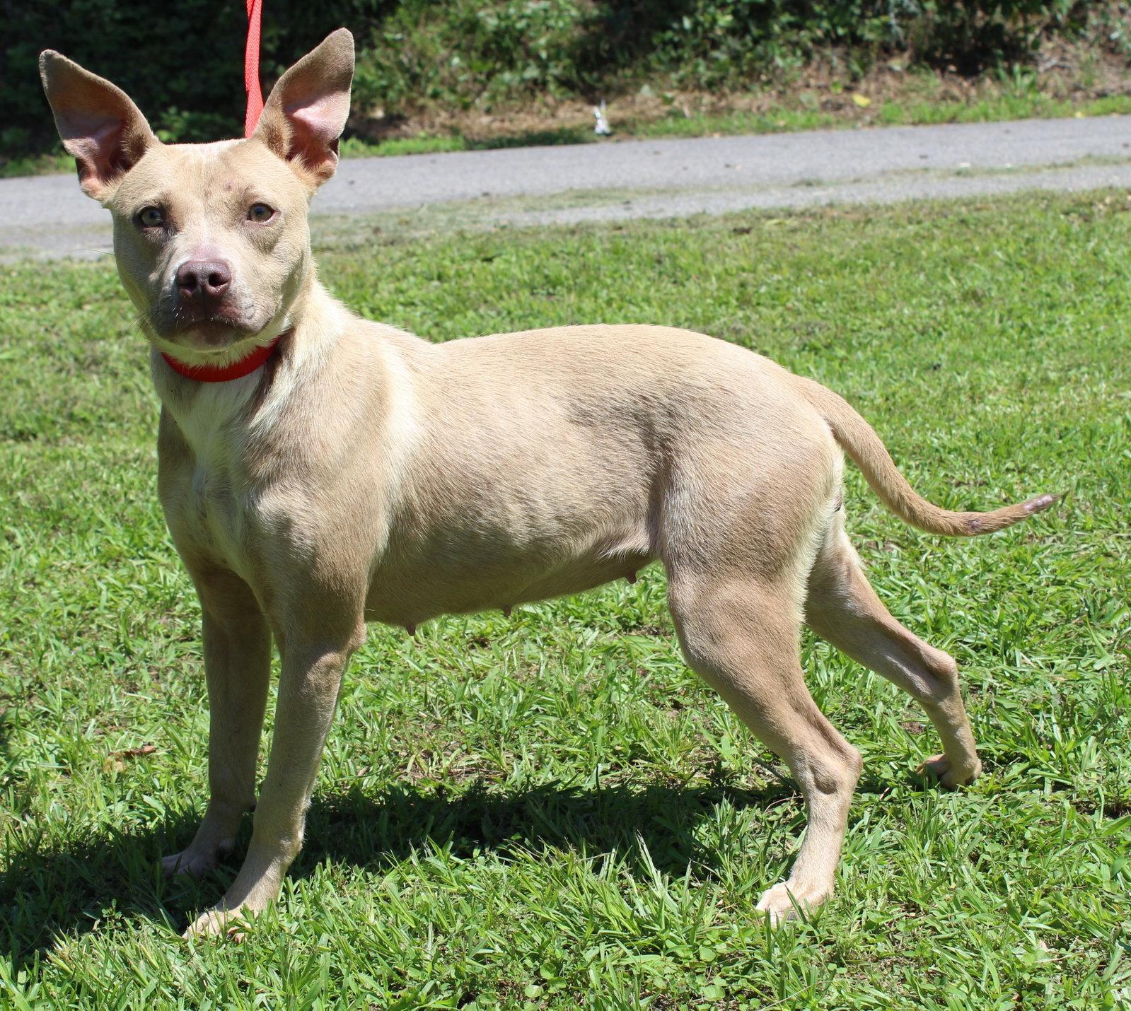Cheerio 43718, a Adoptable Pit Bull Terrier in Prattville, AL image 2/3