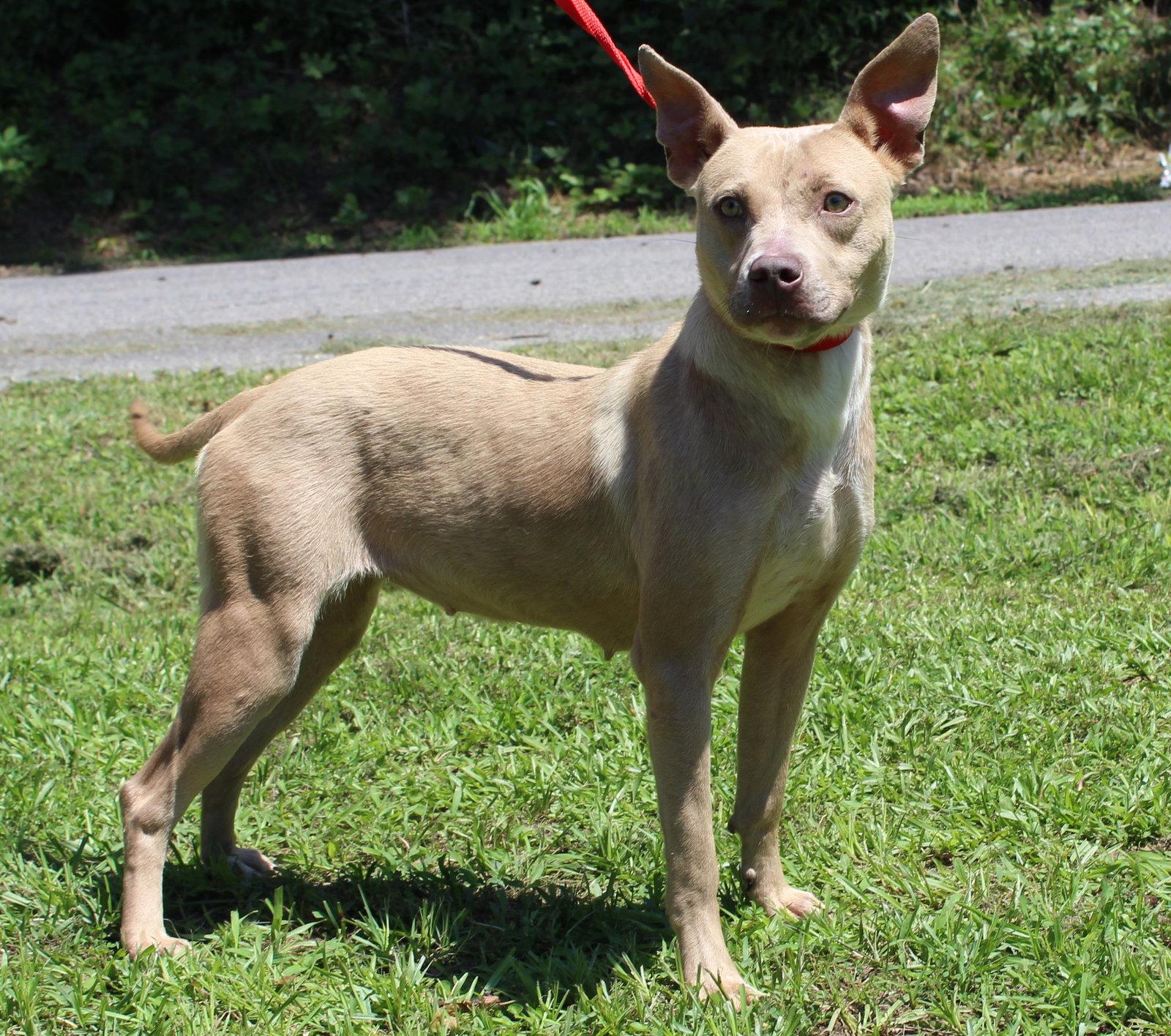 Cheerio 43718, a Adoptable Pit Bull Terrier in Prattville, AL image 3/3