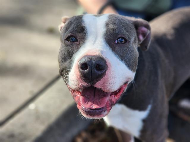 CHARMING, Adoptable, Young Male Pit Bull Terrier.