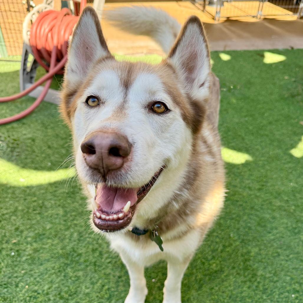 King, Adoptable, Senior Male Siberian Husky.