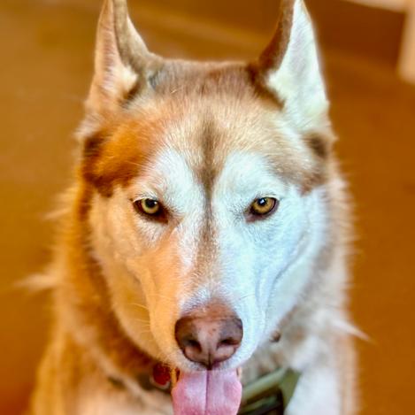 Enlarge King, a Adoptable Siberian Husky in Agoura Hills, CA image 2/6