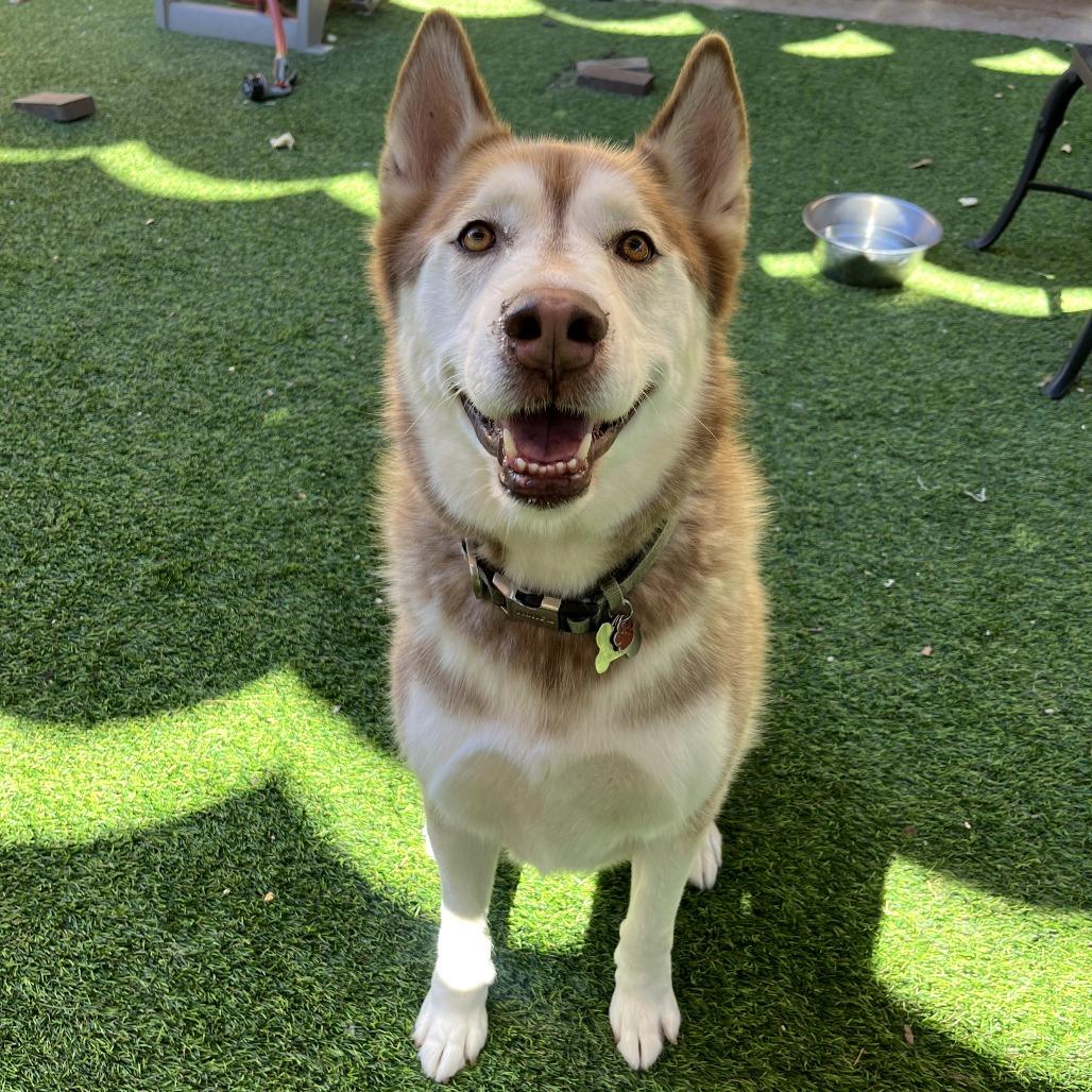 Enlarge King, a Adoptable Siberian Husky in Agoura Hills, CA image 3/6