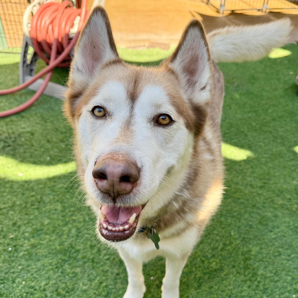 Enlarge King, a Adoptable Siberian Husky in Agoura Hills, CA image 5/6
