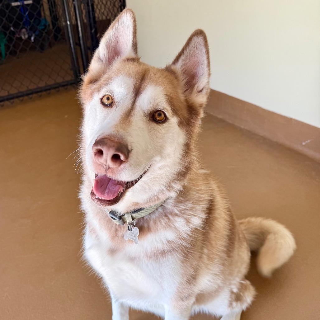 Enlarge King, a Adoptable Siberian Husky in Agoura Hills, CA image 6/6