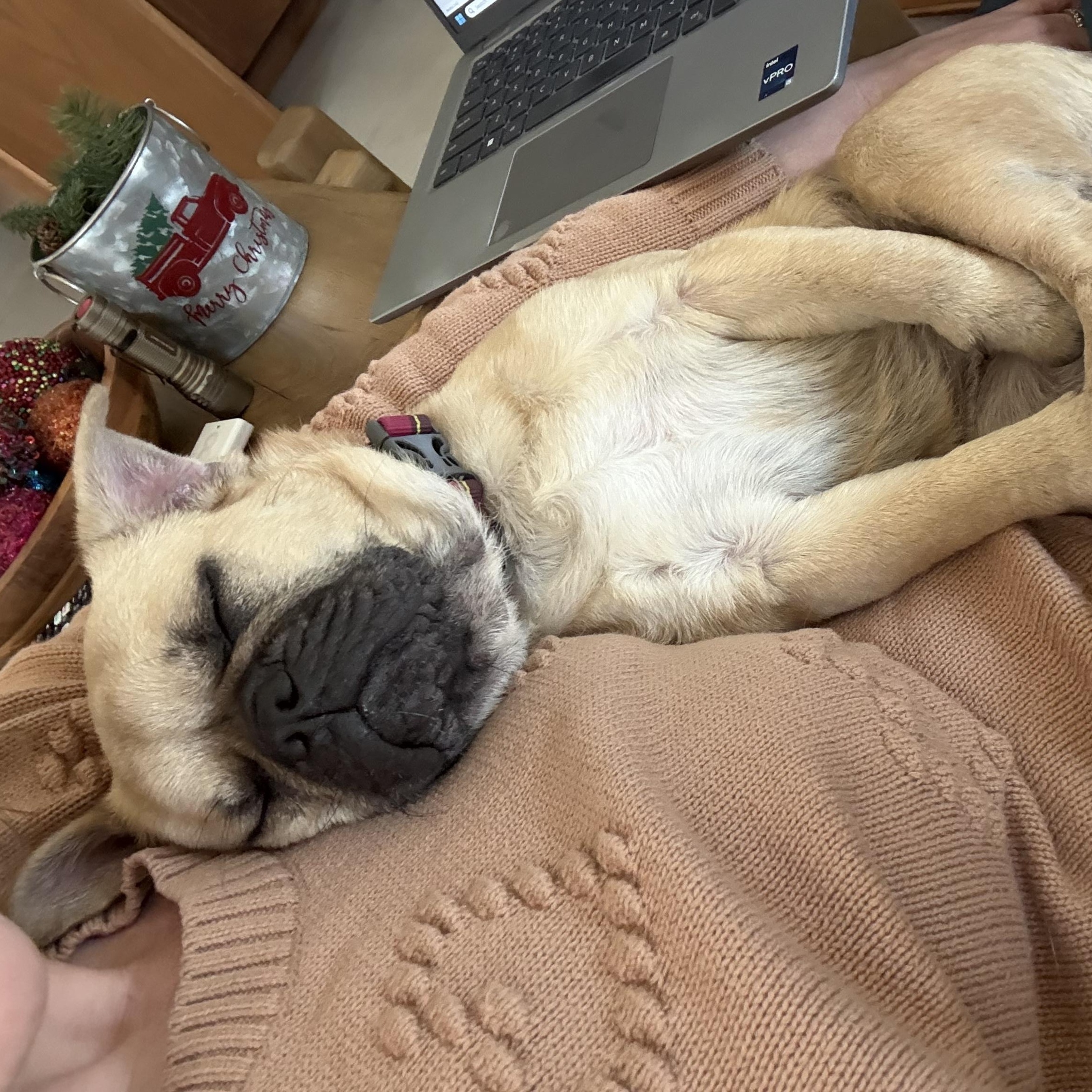 Beau, an adoptable mixed breed in Austin, TX image 5/5