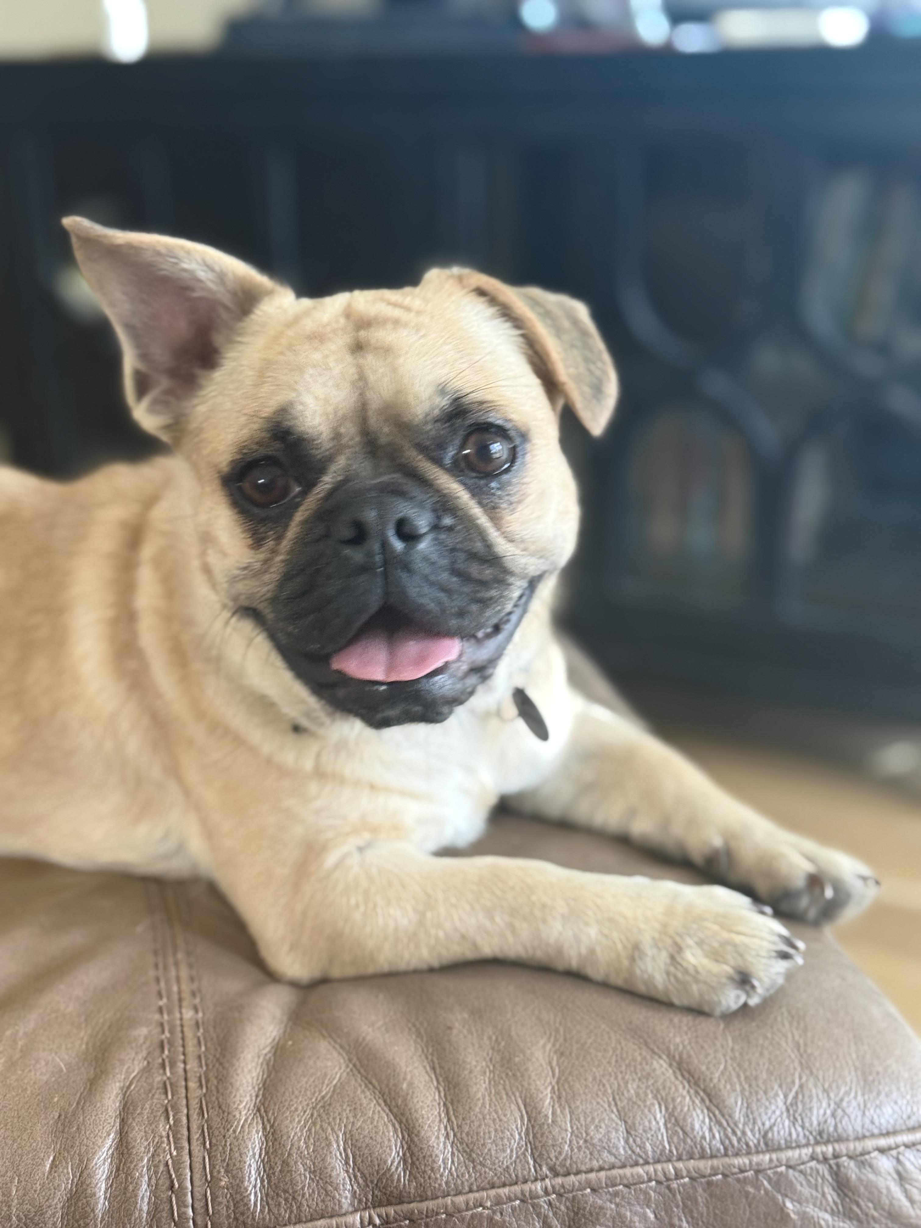 Beau, an adoptable mixed breed in Austin, TX image 1/5