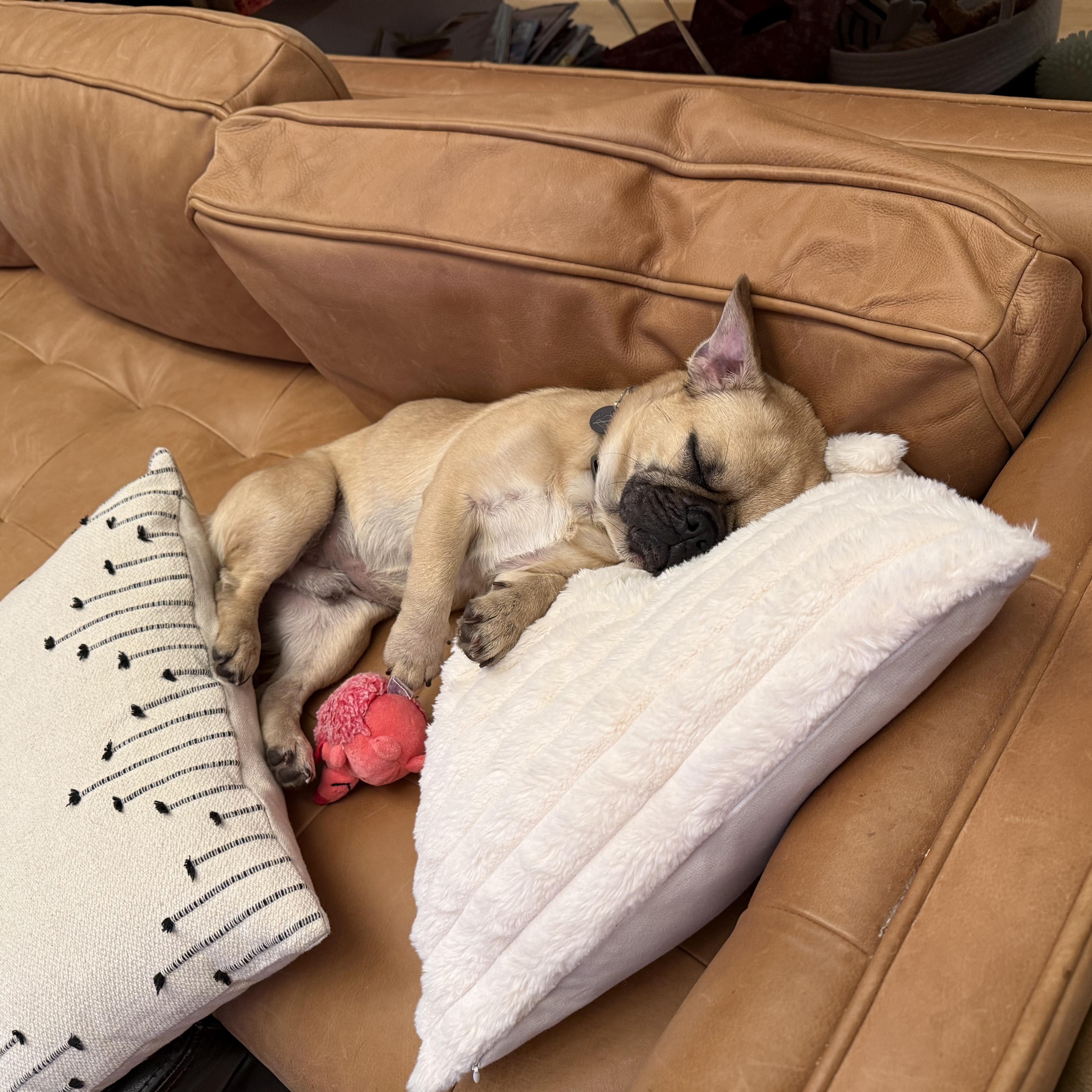 Beau, an adoptable mixed breed in Austin, TX image 3/5