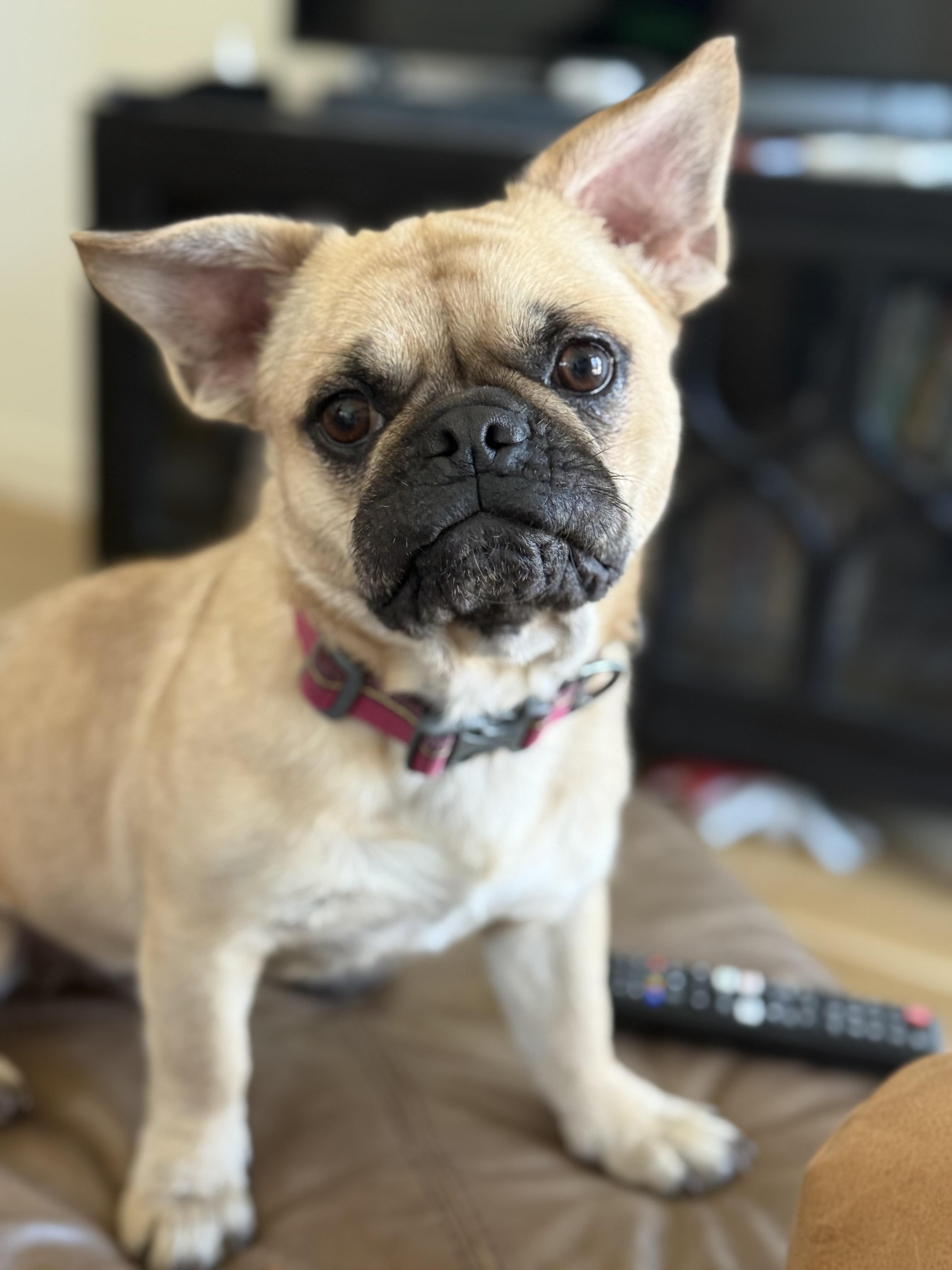 Beau, an adoptable mixed breed in Austin, TX image 2/5