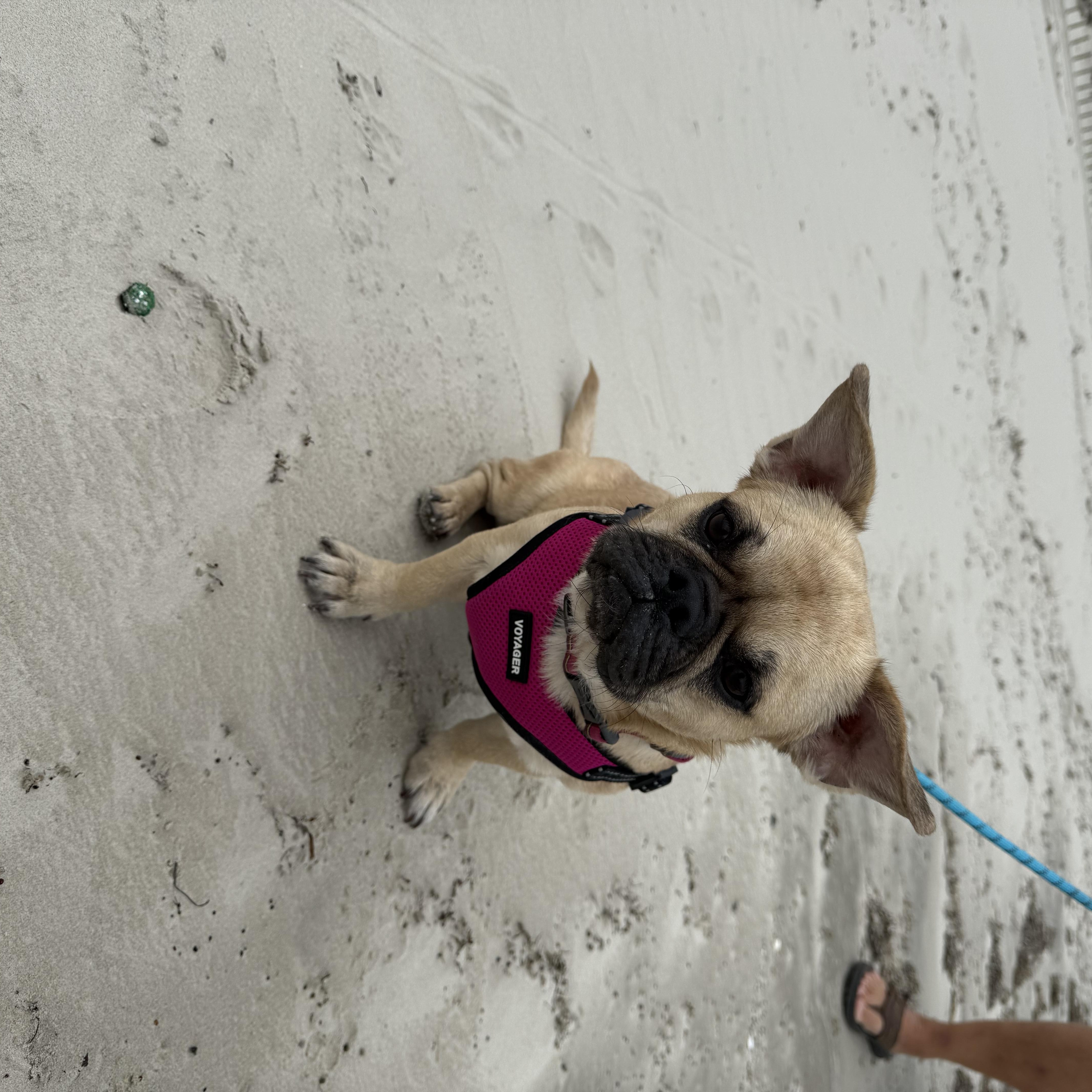 Beau, an adoptable mixed breed in Austin, TX image 4/5