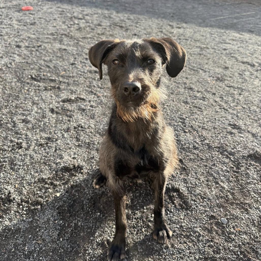 Carol Kaye, Adoptable, Adult Female Wirehaired Terrier & Schnauzer.