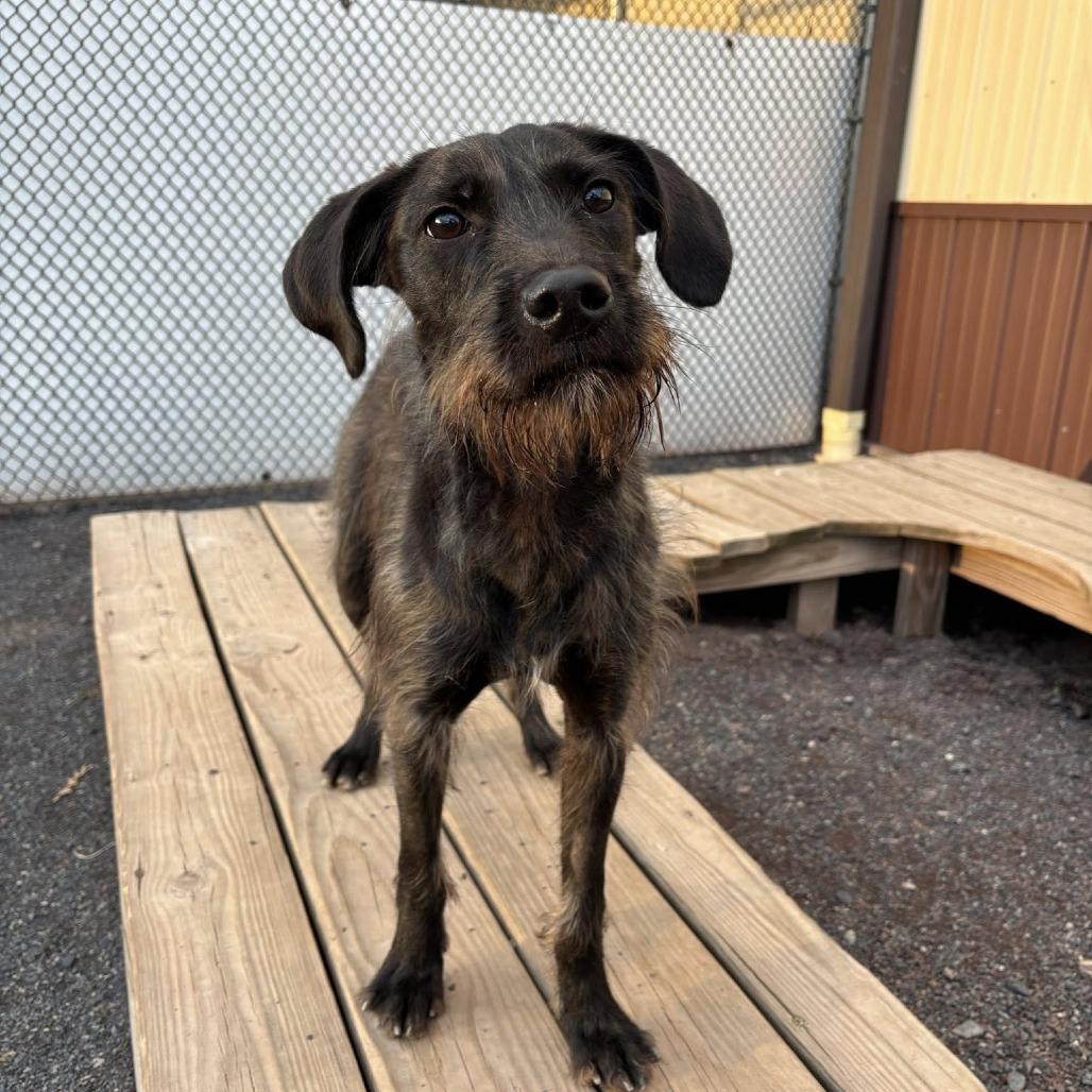 Enlarge Carol Kaye, a Adoptable mixed breed in Quakertown, PA image 2/6