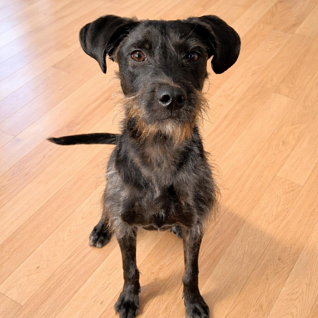 Enlarge Carol Kaye, a Adoptable mixed breed in Quakertown, PA image 4/6