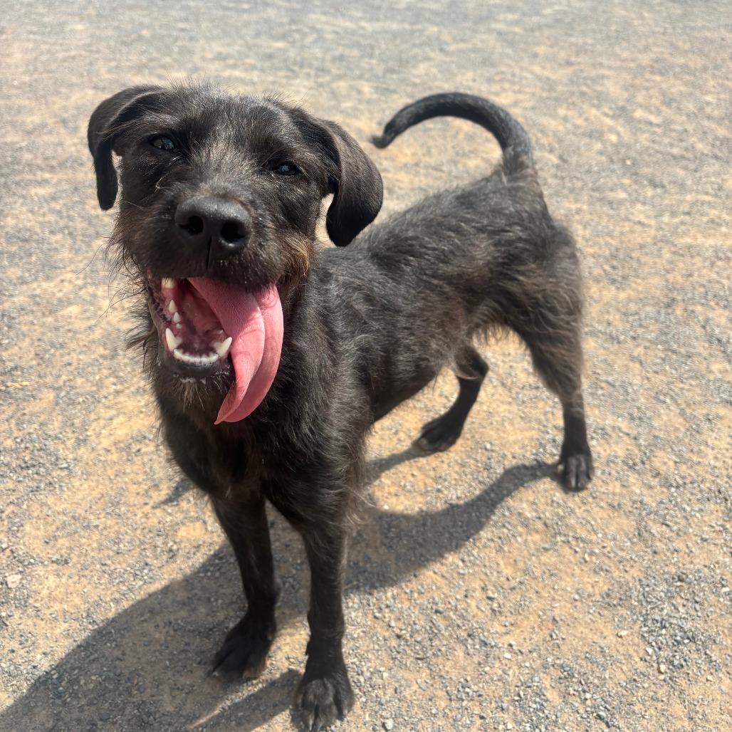 Enlarge Carol Kaye, a Adoptable mixed breed in Quakertown, PA image 5/6