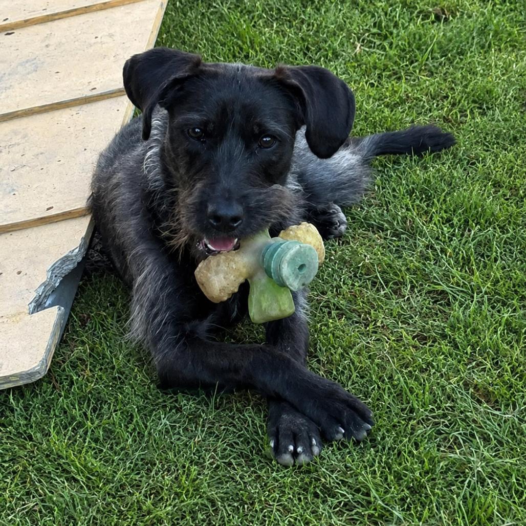 Enlarge Carol Kaye, a Adoptable mixed breed in Quakertown, PA image 5/6