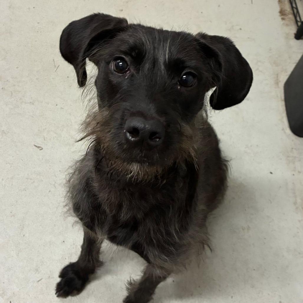 Enlarge Carol Kaye, a Adoptable mixed breed in Quakertown, PA image 6/6