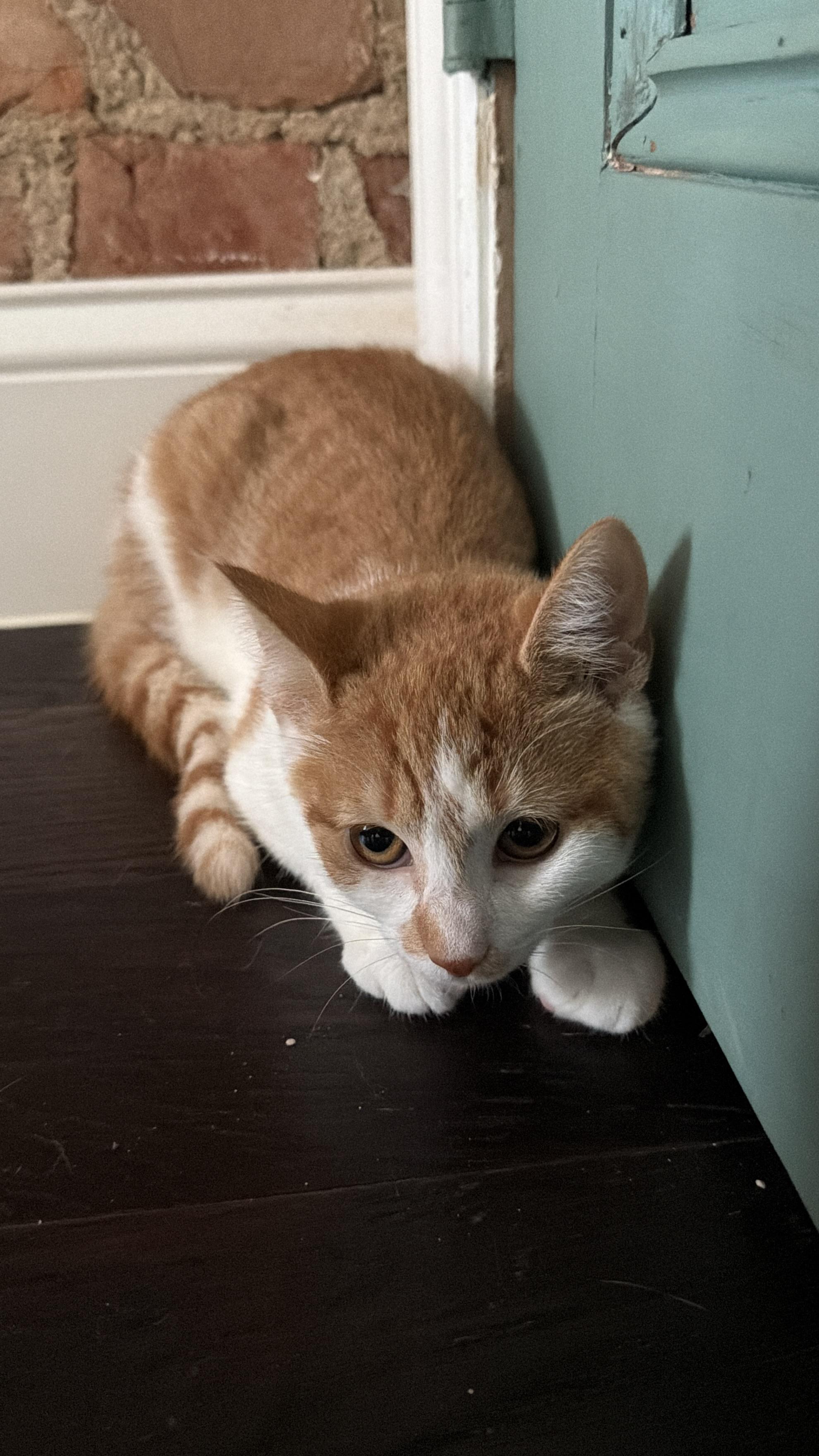 Marmalade, Adoptable, Kitten Female Domestic Short Hair.