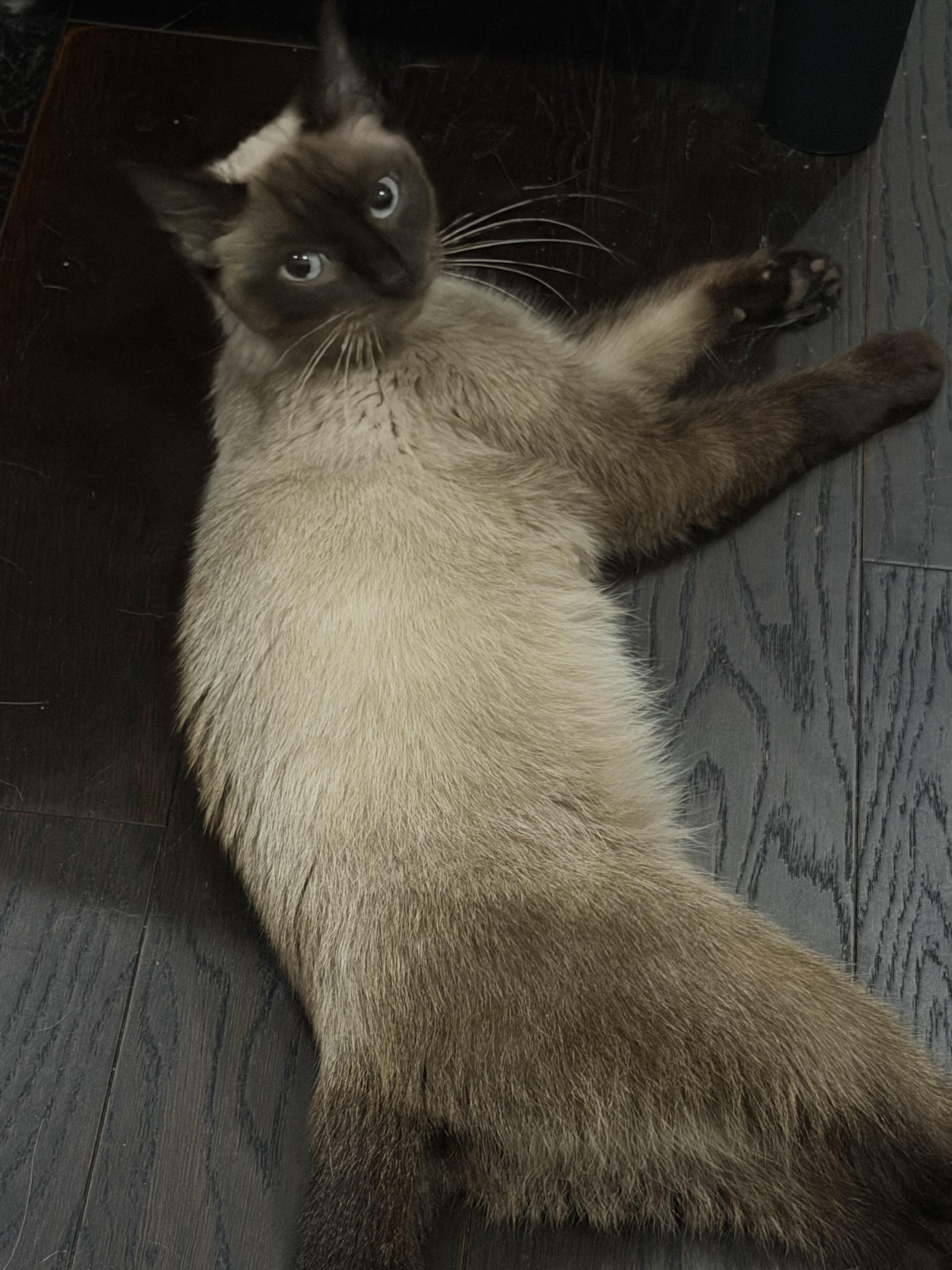 Enlarge Pumpkin, a Adoptable Siamese in Philadelphia, PA image 1/5