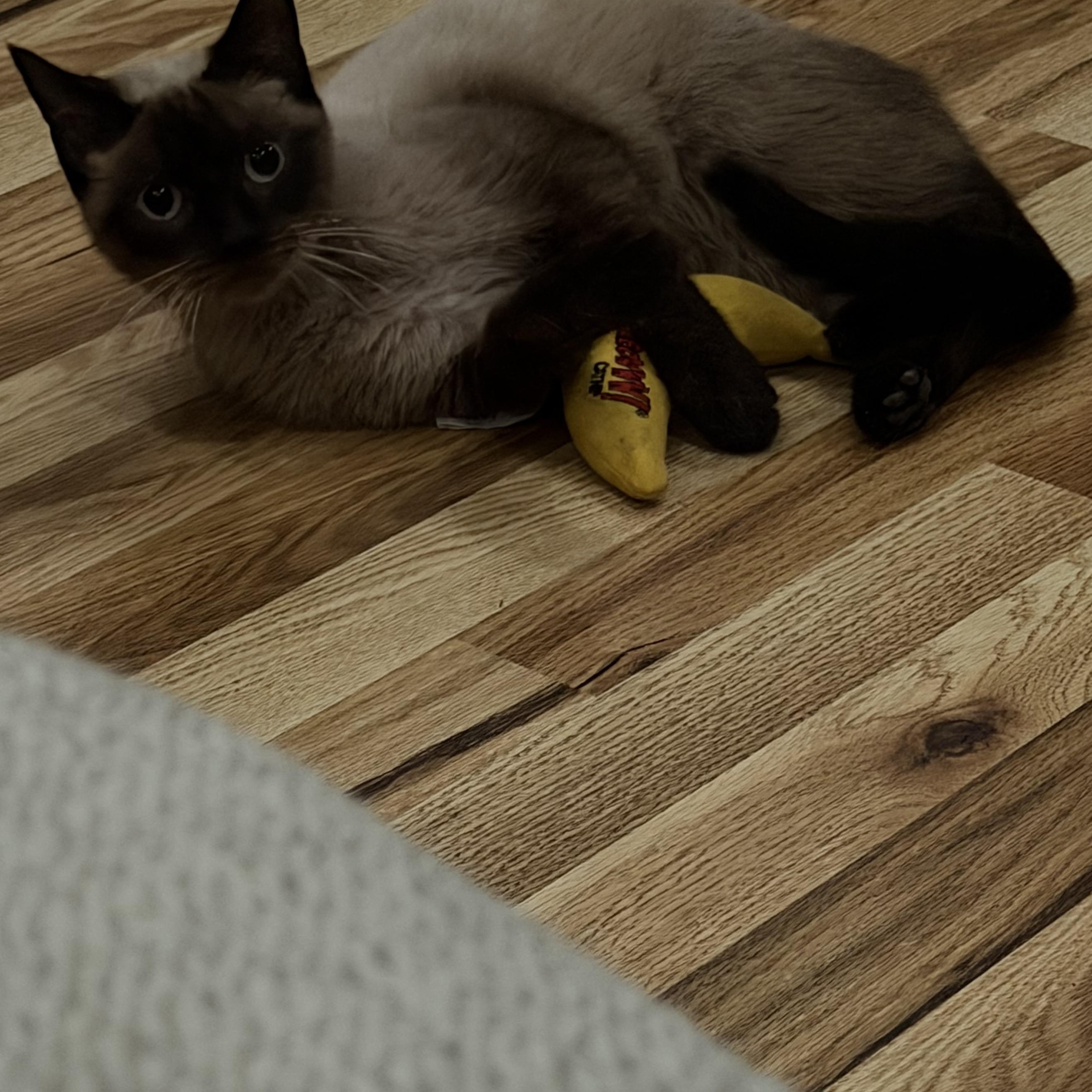 Enlarge Pumpkin, a Adoptable Siamese in Philadelphia, PA image 2/5