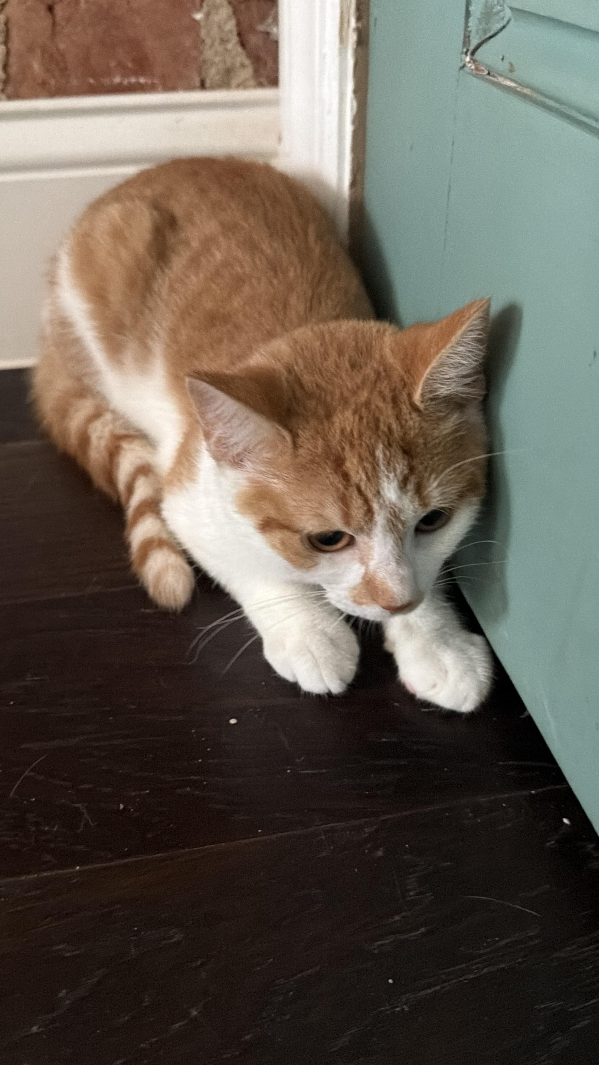 Enlarge Marmalade, a Adoptable Domestic Short Hair in Philadelphia, PA image 2/3