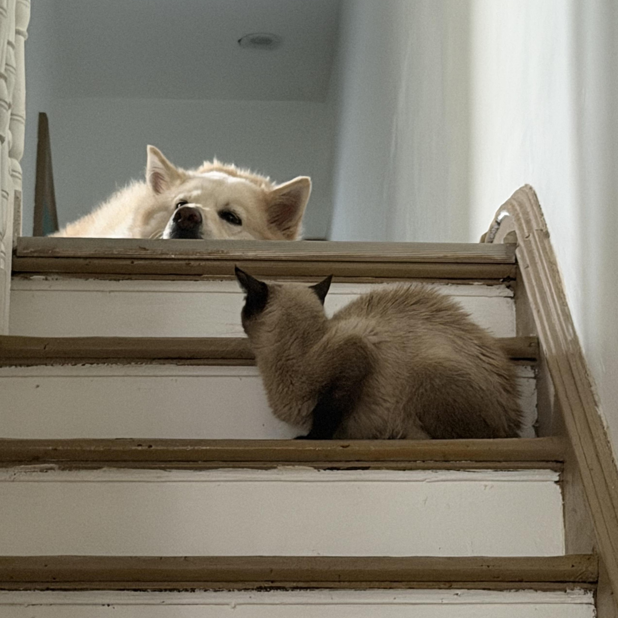 Enlarge Pumpkin, a Adoptable Siamese in Philadelphia, PA image 4/5