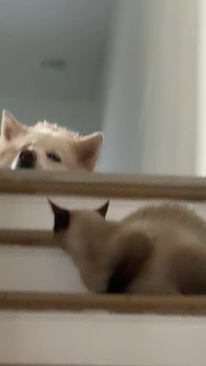 Enlarge Pumpkin, a Adoptable Siamese in Philadelphia, PA video 5/5