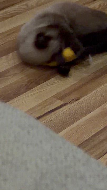 Enlarge Pumpkin, a Adoptable Siamese in Philadelphia, PA video 3/5