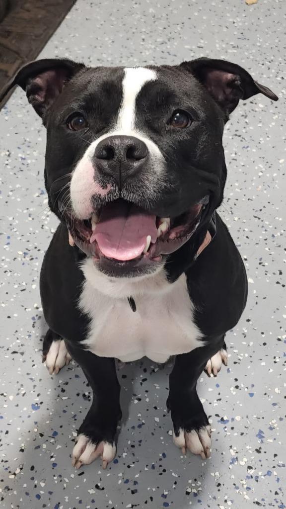 Lady Liberty, Adoptable, Young Female Terrier.