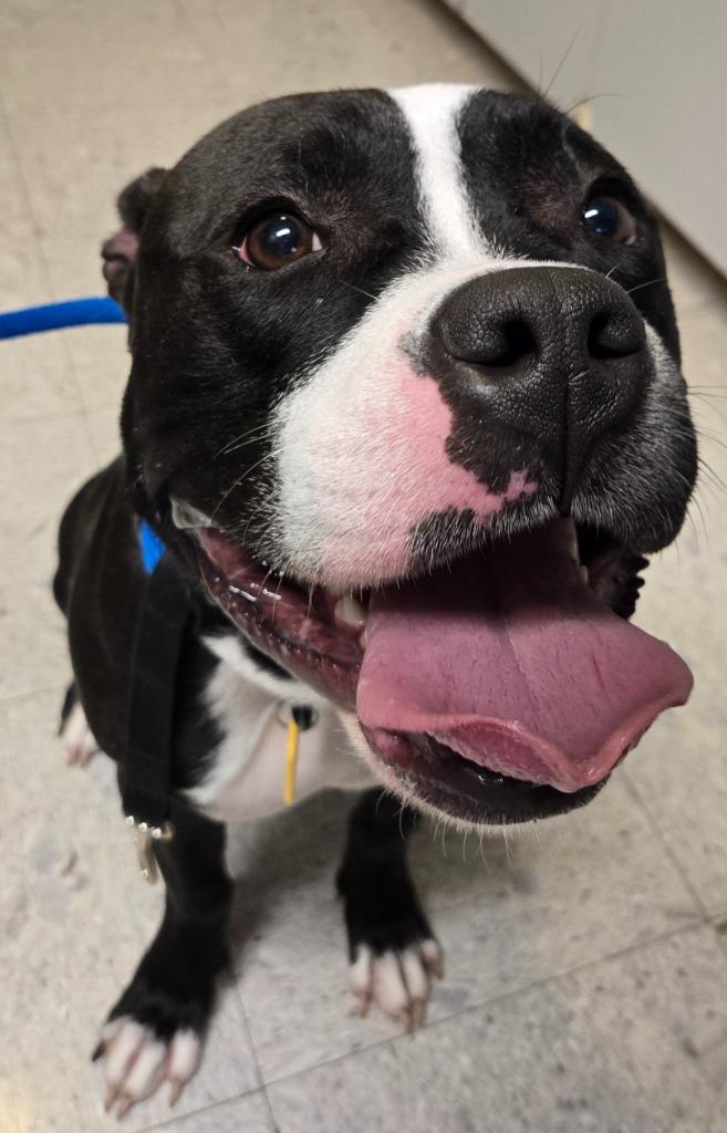 Lady Liberty, a Adoptable mixed breed in Sandusky, OH image 2/5