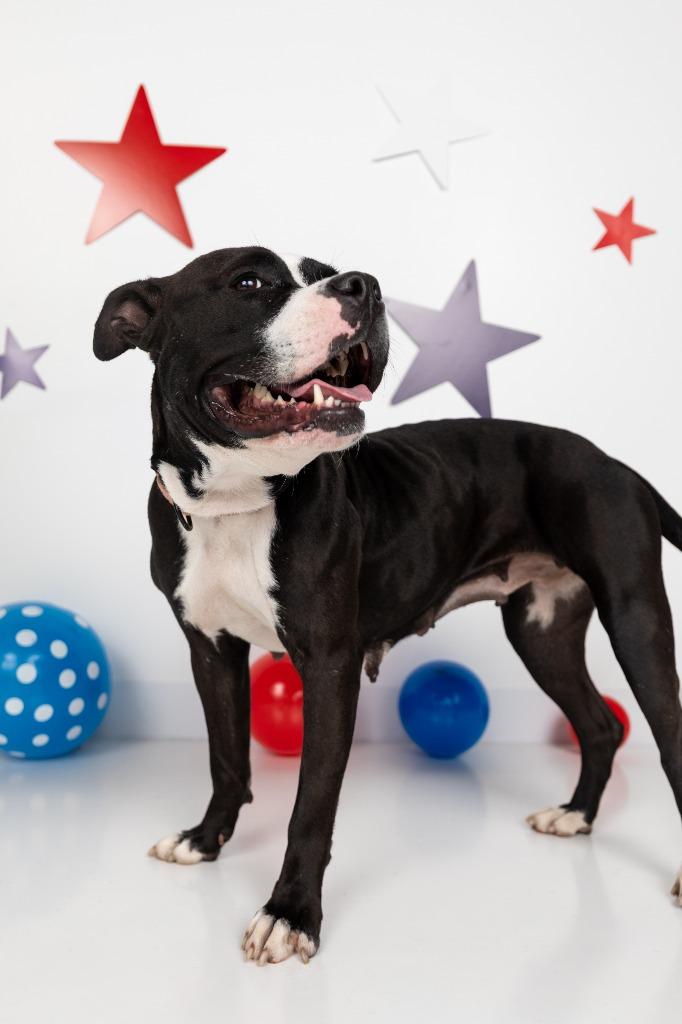 Lady Liberty, a Adoptable mixed breed in Sandusky, OH image 3/5