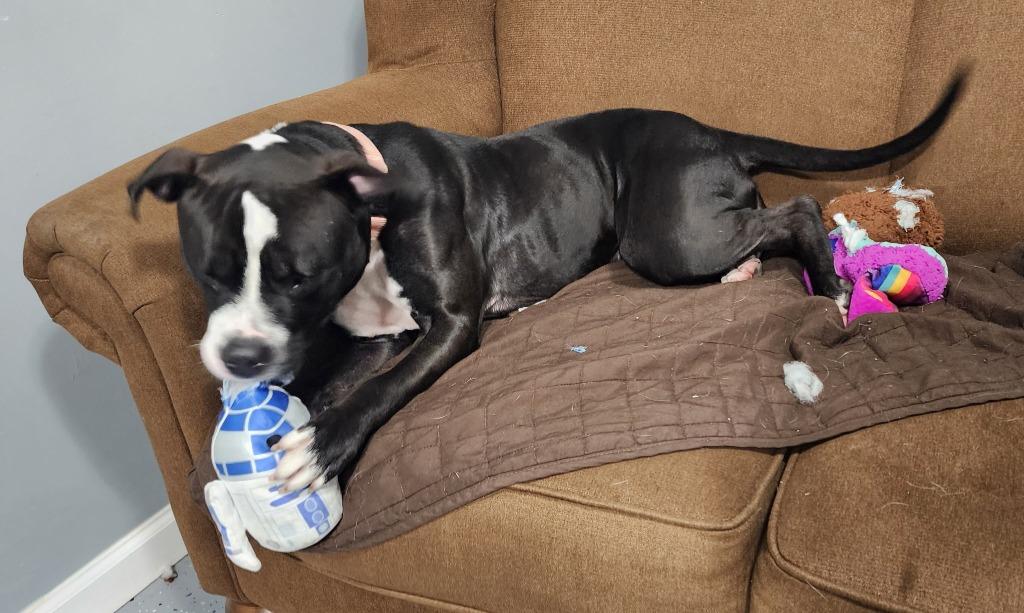 Lady Liberty, a Adoptable mixed breed in Sandusky, OH image 4/5