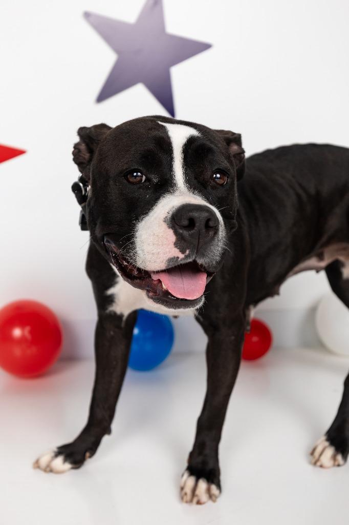 Lady Liberty, a Adoptable mixed breed in Sandusky, OH image 5/5