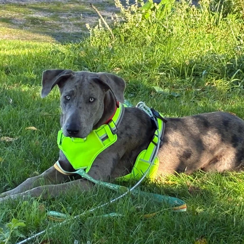 Enlarge Biscuit, a Adoptable mixed breed in Corsica, PA image 2/6